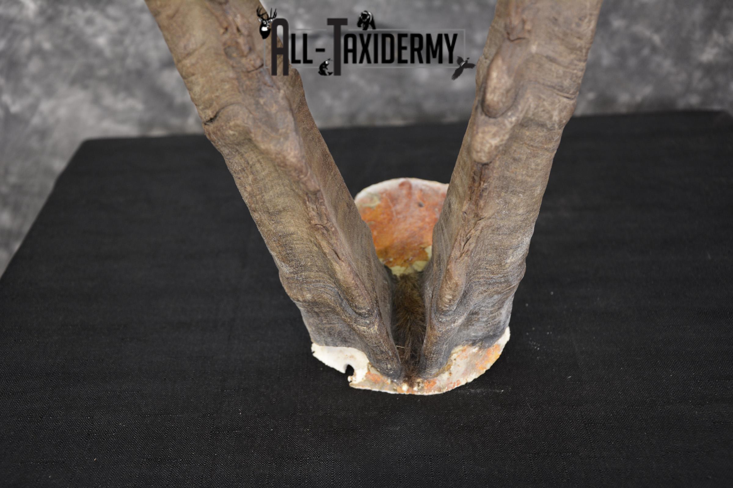 Ibex Skull plate for sale SKU1954 - Image 3