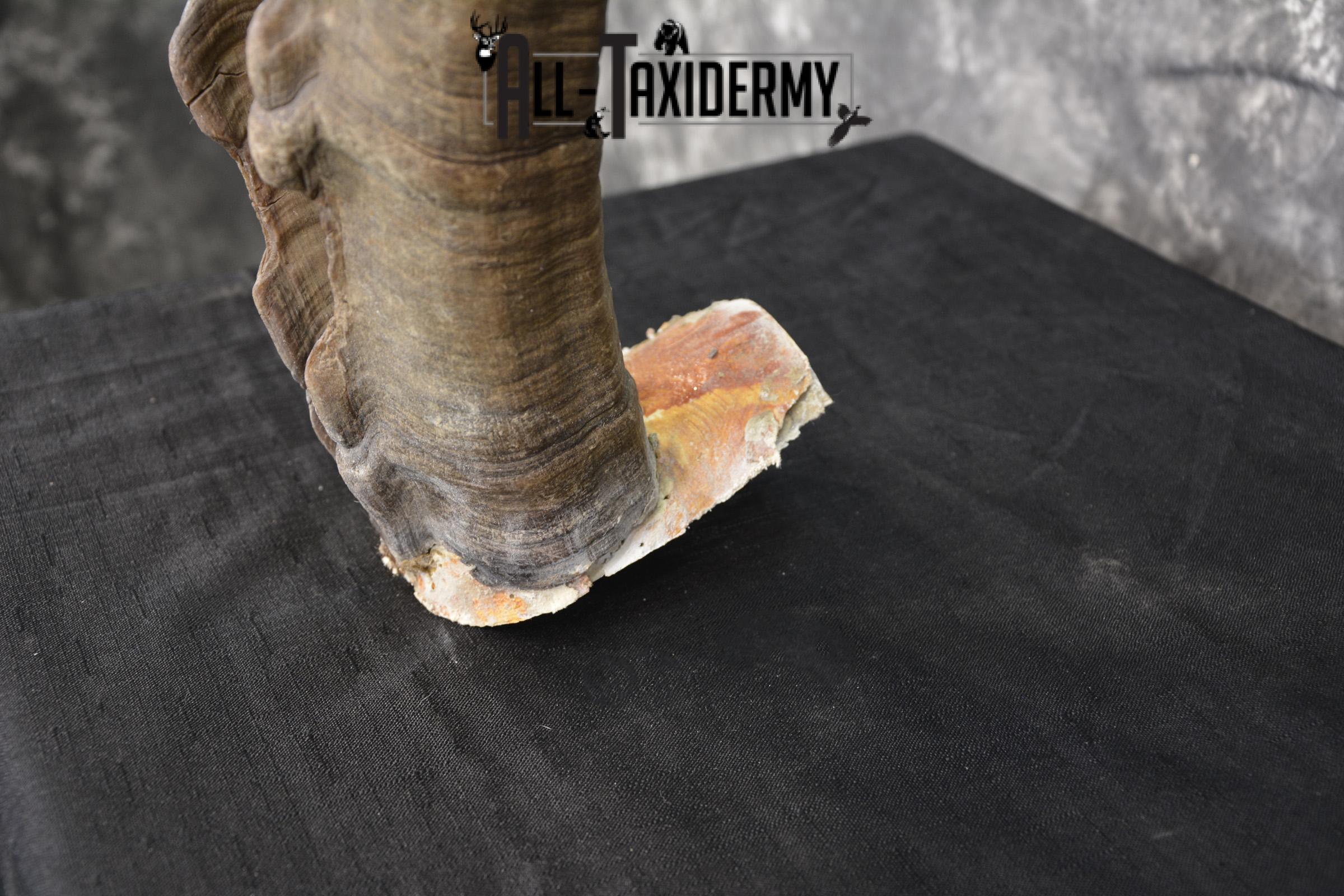 Ibex Skull plate for sale SKU1954 - Image 2