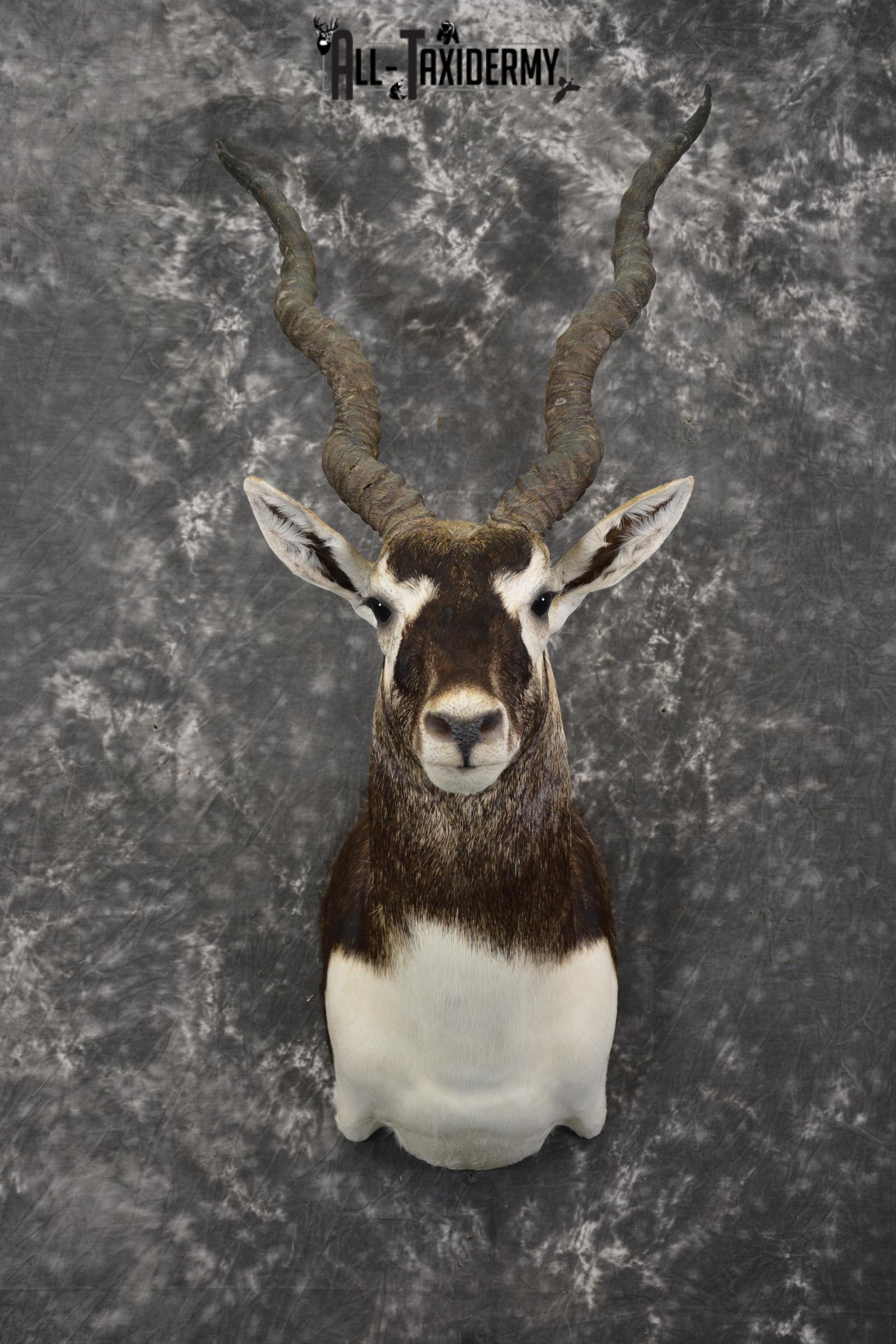 Indian black buck taxidermy shoulder mount for sale SKU 1974