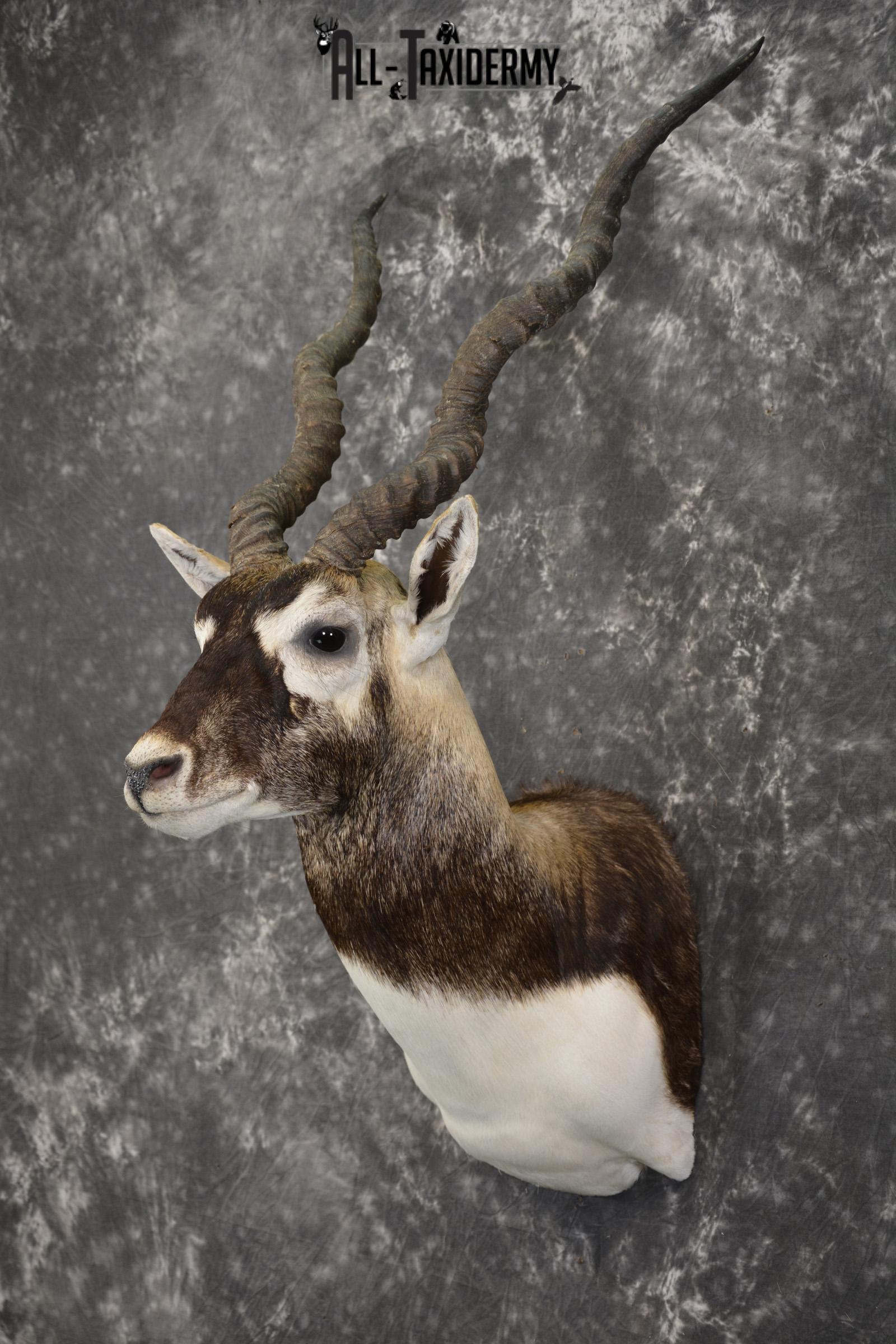 Indian black buck taxidermy shoulder mount for sale SKU 1974 - Image 8