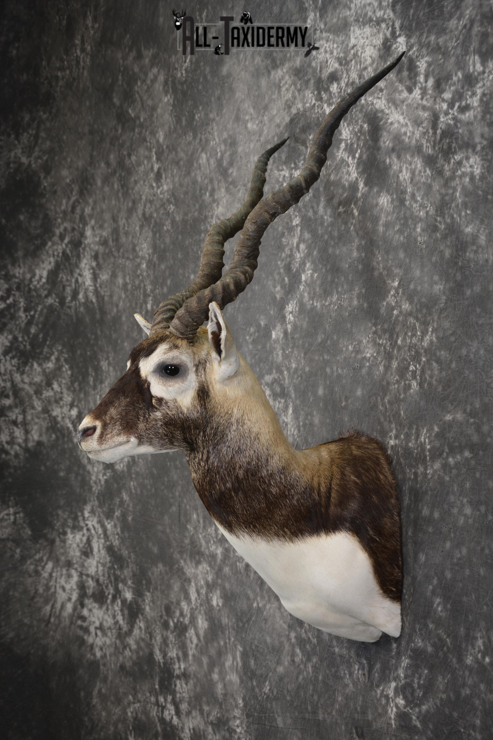 Indian black buck taxidermy shoulder mount for sale SKU 1974 - Image 7