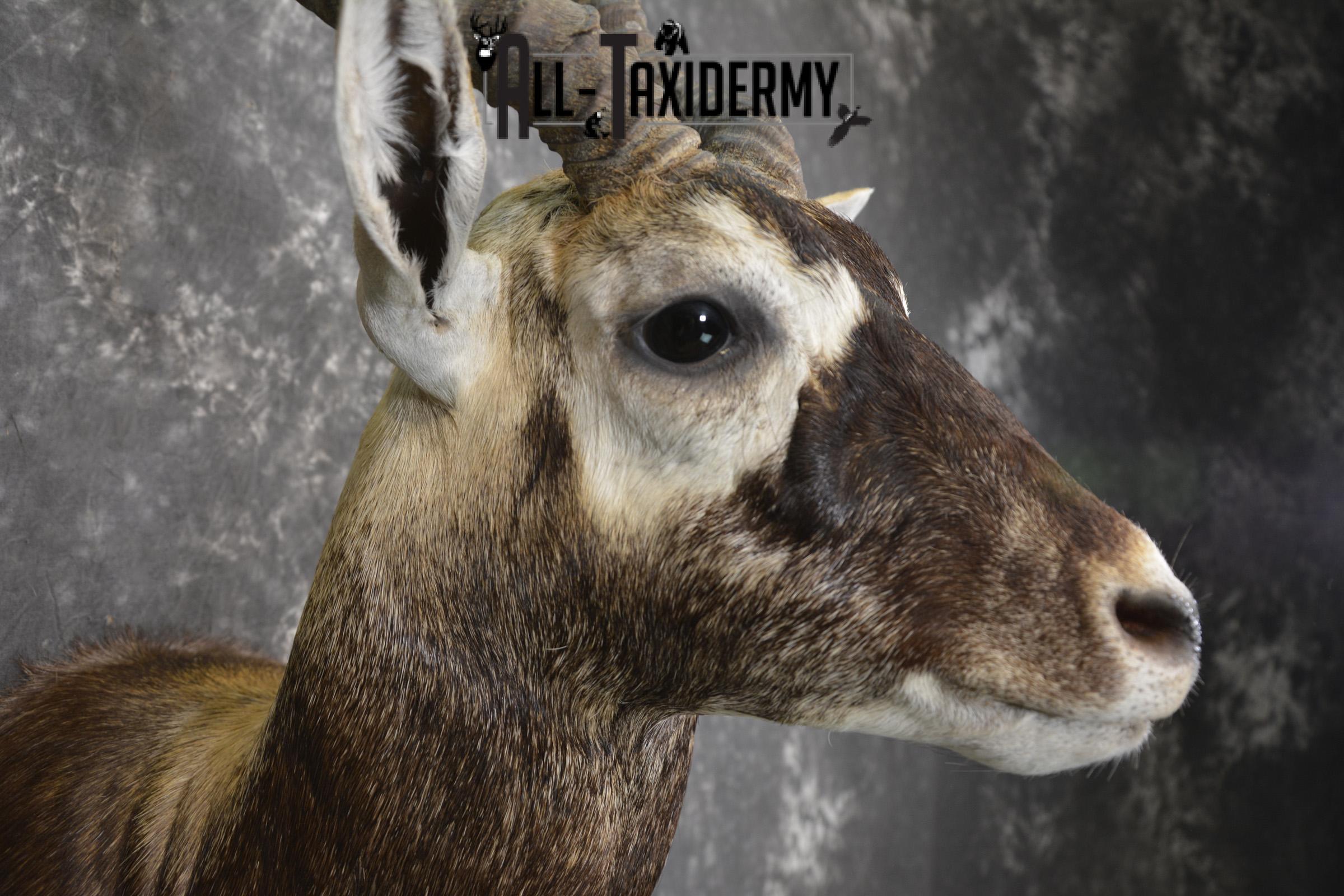 Indian black buck taxidermy shoulder mount for sale SKU 1974 - Image 4