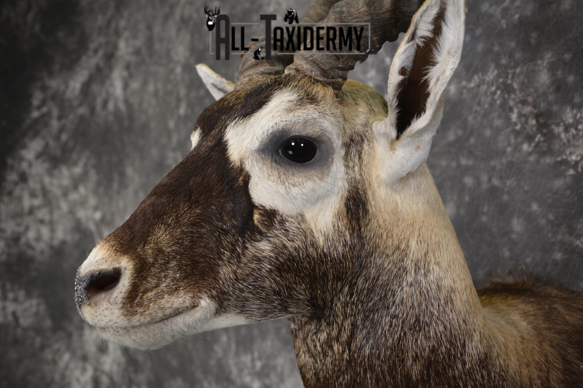 Indian black buck taxidermy shoulder mount for sale SKU 1974 - Image 3