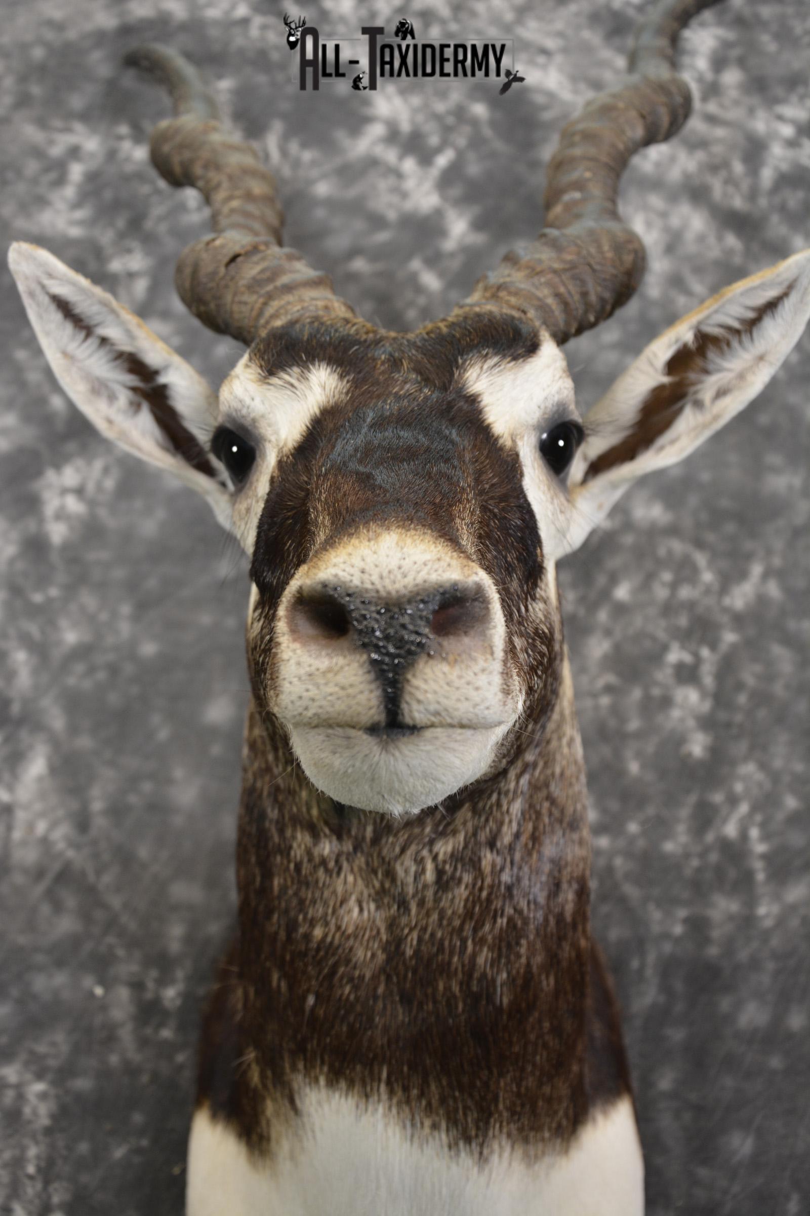 Indian black buck taxidermy shoulder mount for sale SKU 1974 - Image 2