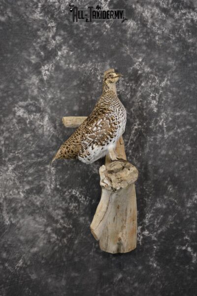 Sharptail Grouse taxidermy mount for sale SKU 1964