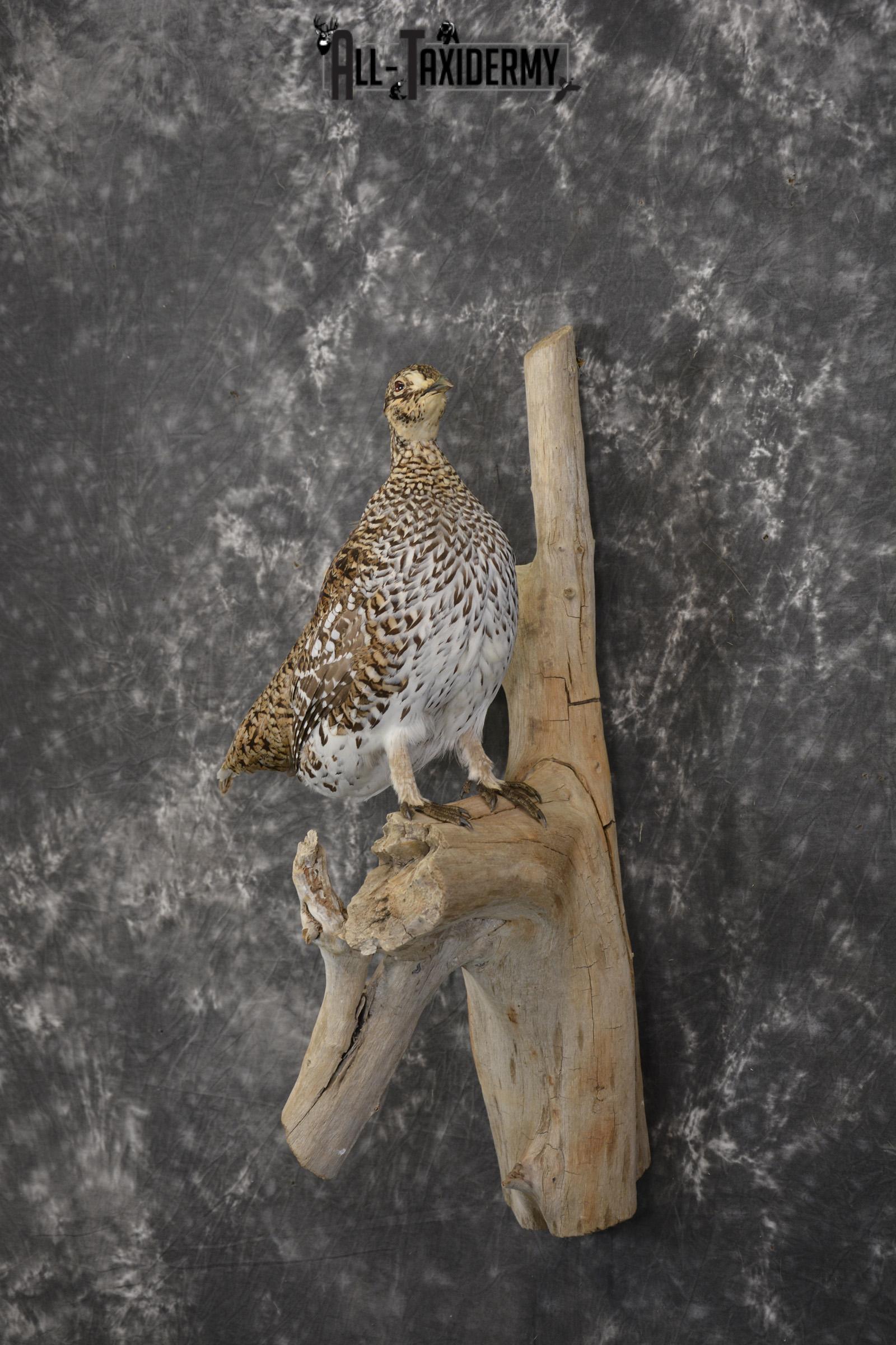 Sharptail Grouse taxidermy mount for sale SKU 1964 - Image 7