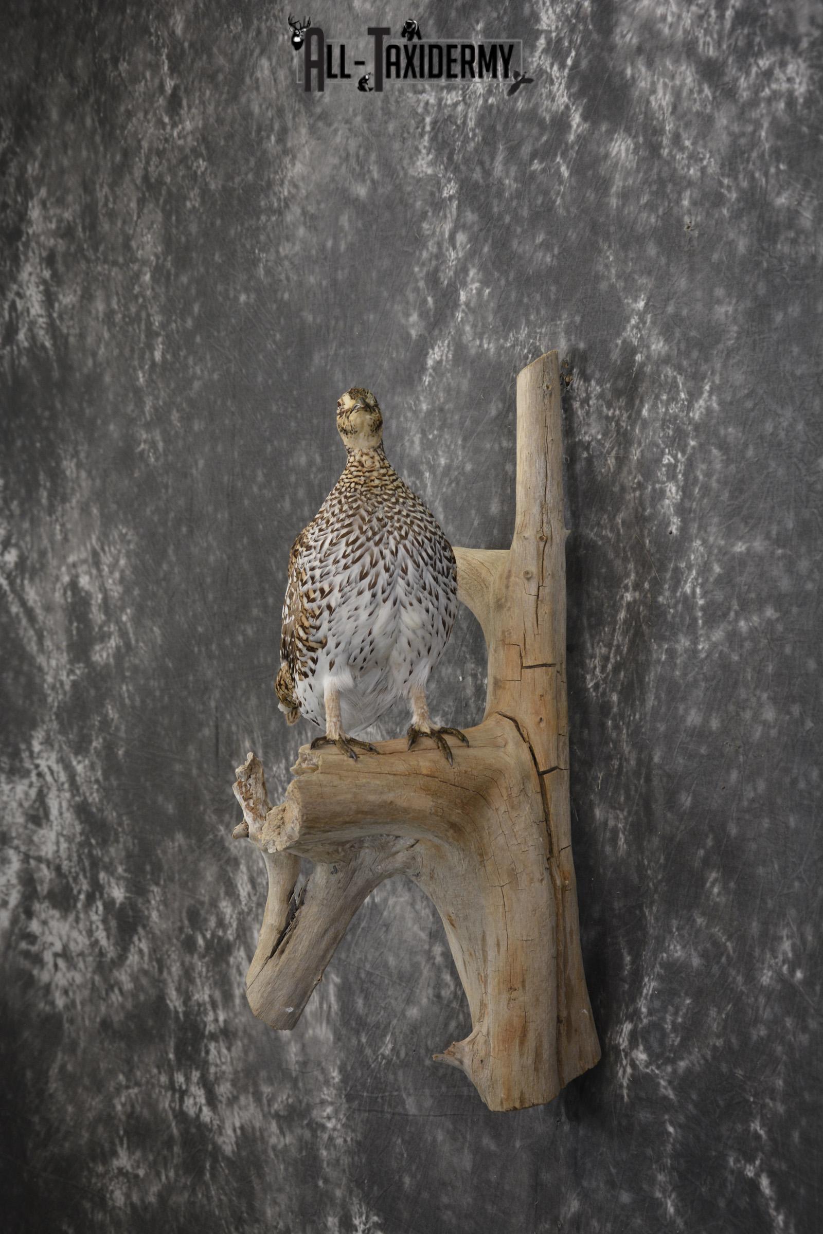 Sharptail Grouse taxidermy mount for sale SKU 1964 - Image 6