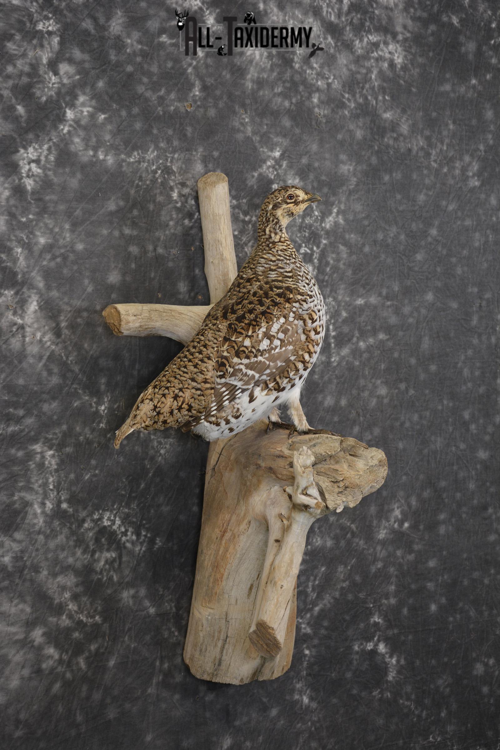 Sharptail Grouse taxidermy mount for sale SKU 1964 - Image 5