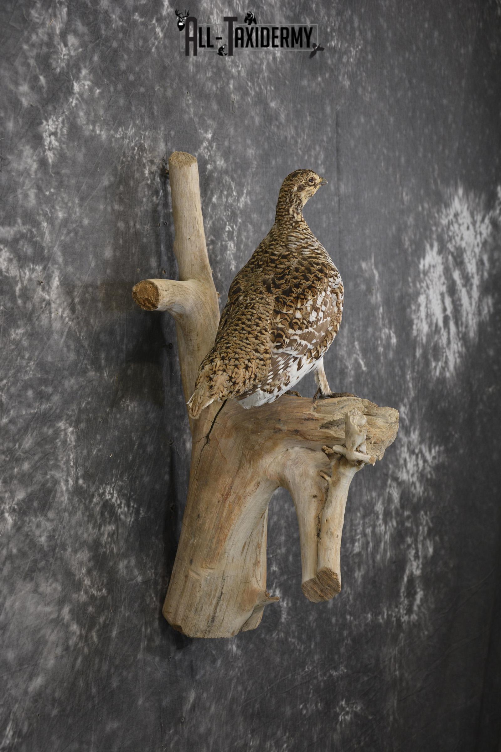 Sharptail Grouse taxidermy mount for sale SKU 1964 - Image 4