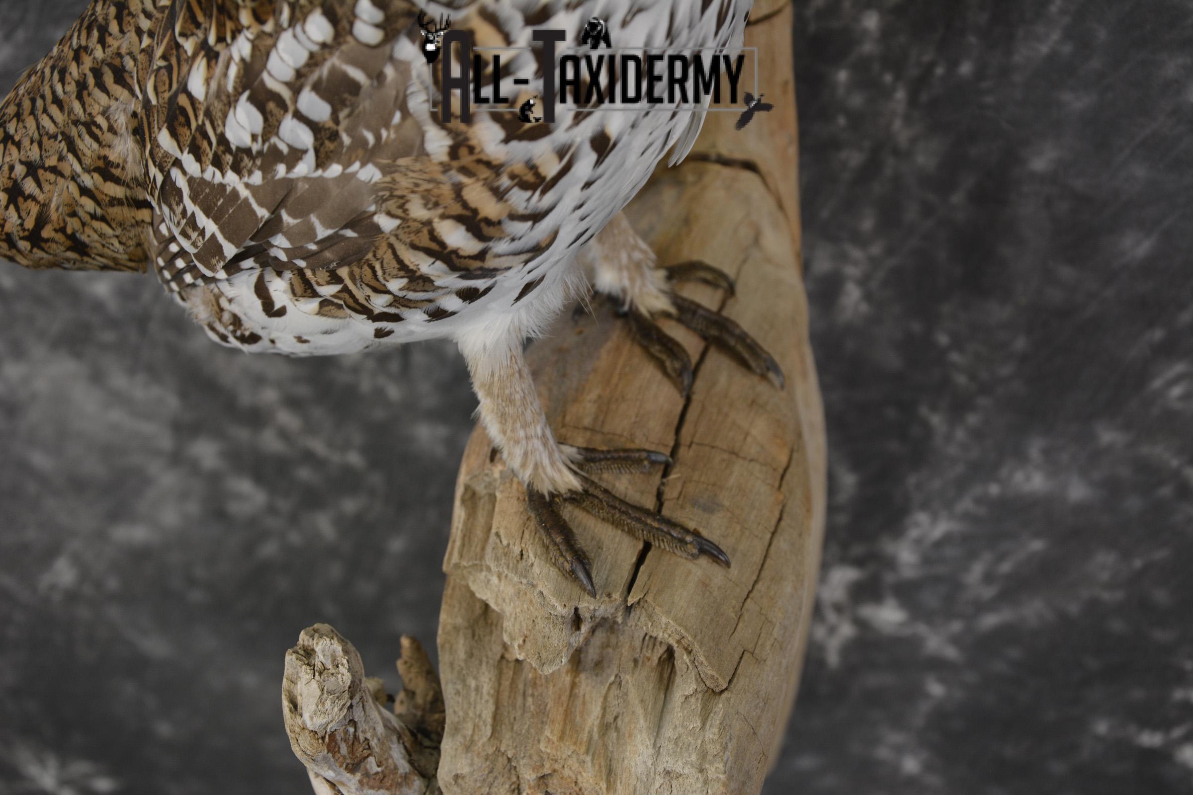 Sharptail Grouse taxidermy mount for sale SKU 1964 - Image 3