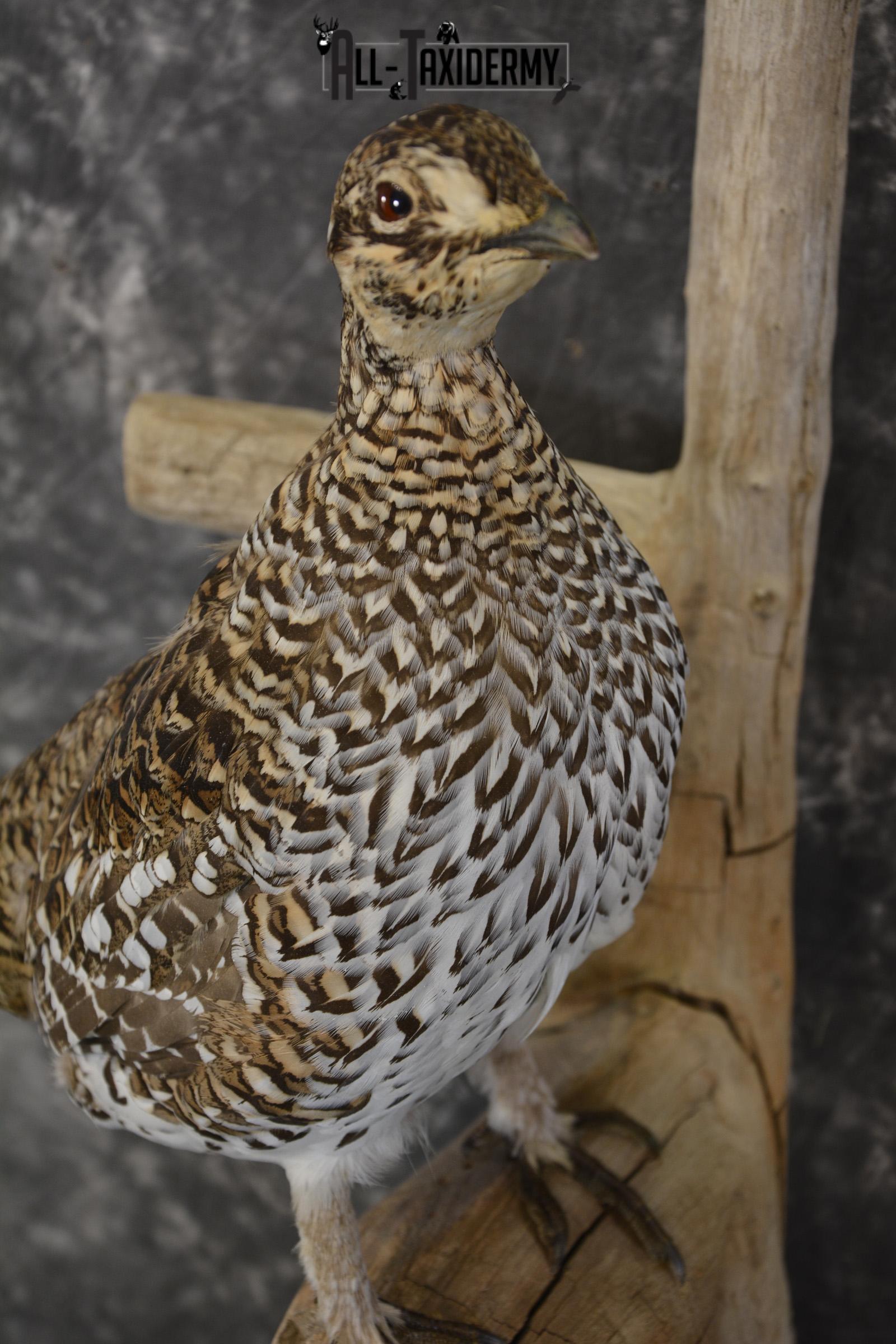 Sharptail Grouse taxidermy mount for sale SKU 1964 - Image 2