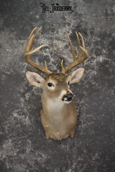 Whitetail deer taxidermy shoulder mount for sale SKU 1959