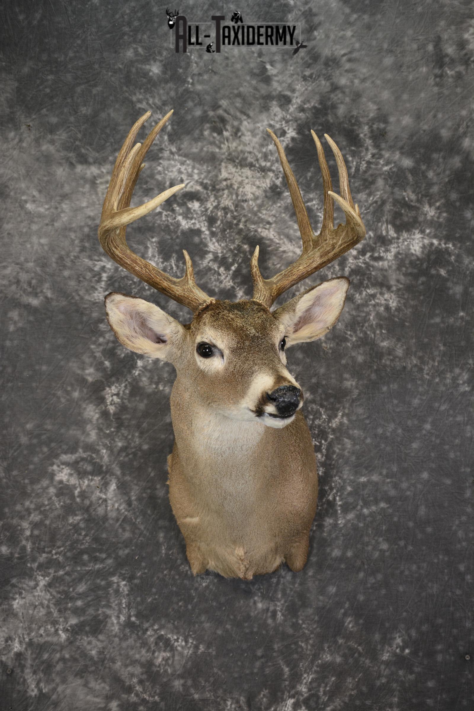 Whitetail deer taxidermy shoulder mount for sale SKU 1959