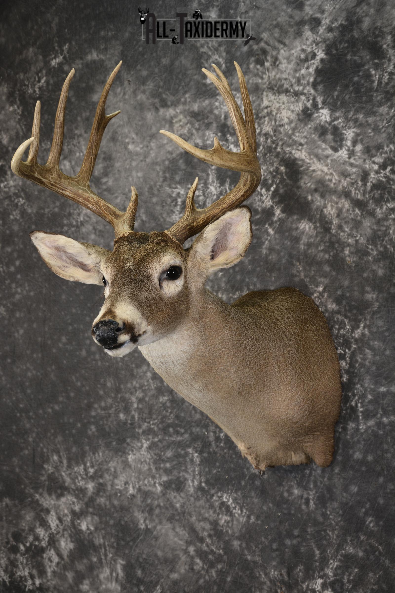 Whitetail deer taxidermy shoulder mount for sale SKU 1959 - Image 5