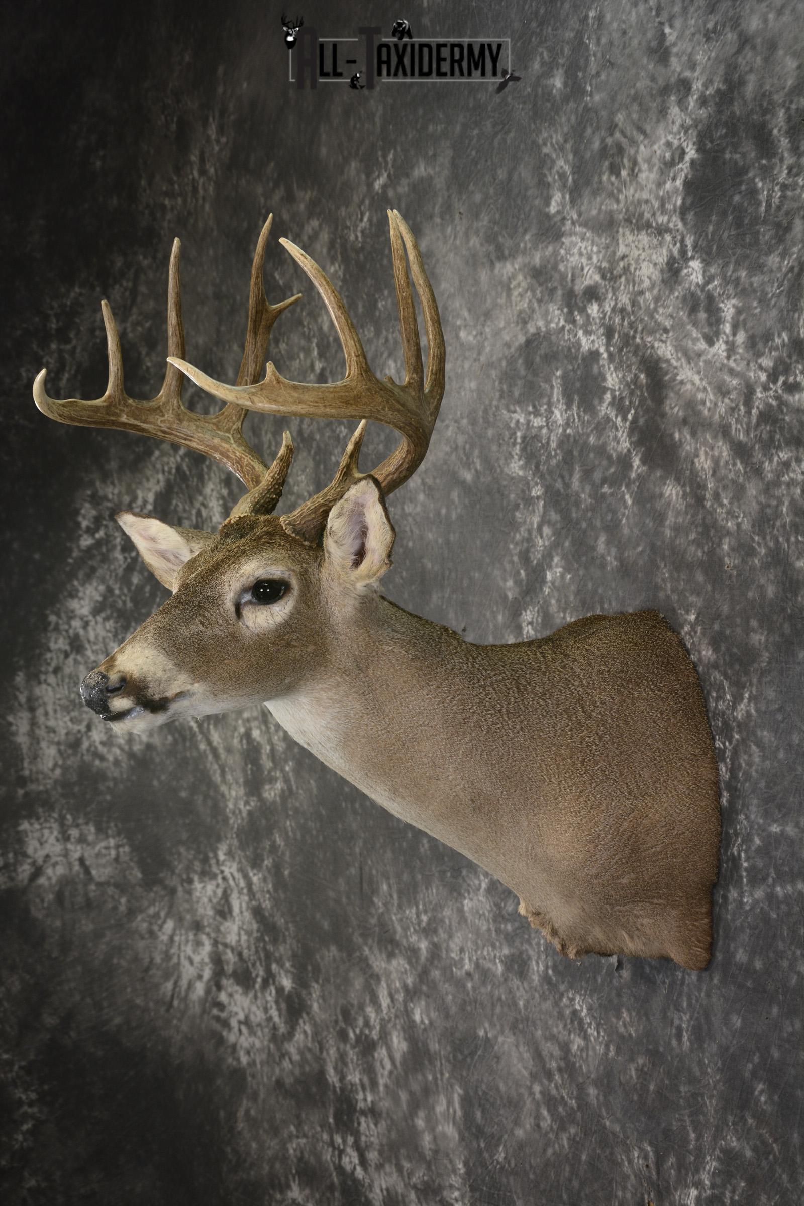 Whitetail deer taxidermy shoulder mount for sale SKU 1959 - Image 4