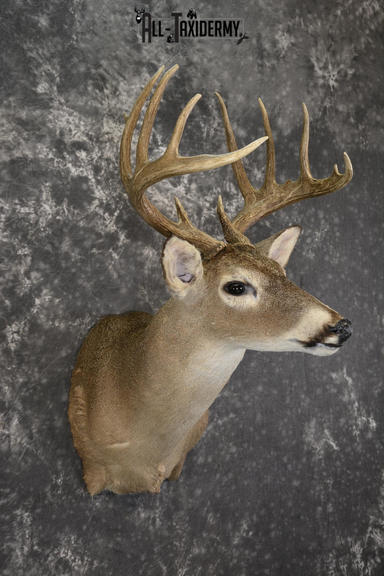 Whitetail deer taxidermy shoulder mount for sale SKU 1959 - Image 3