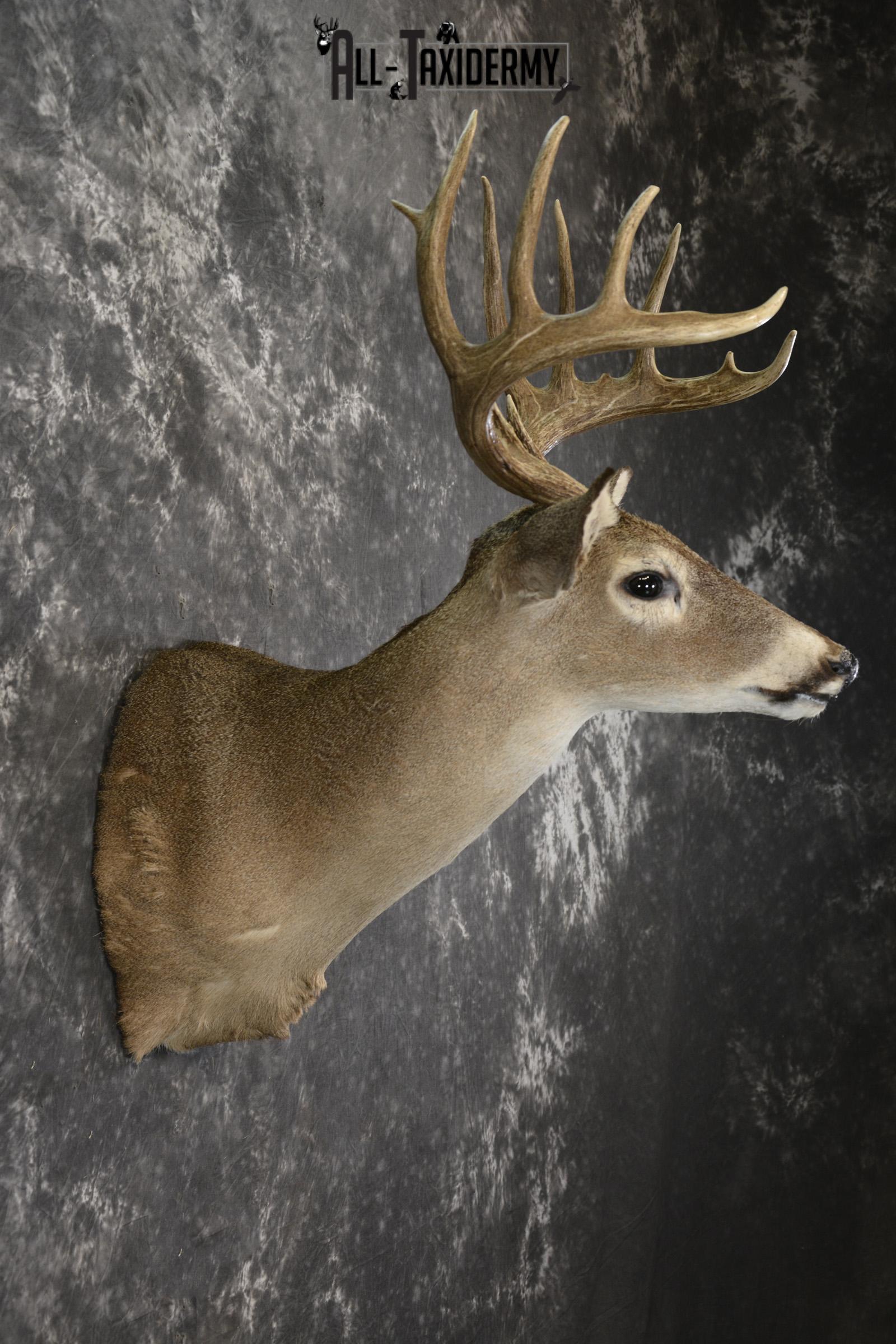 Whitetail deer taxidermy shoulder mount for sale SKU 1959 - Image 2