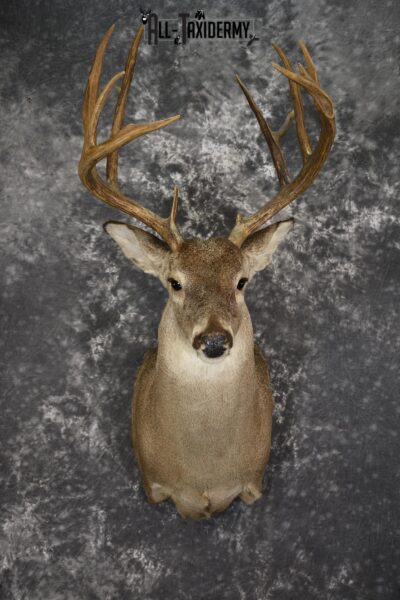 Whitetail deer taxidermy shoulder mount SKU 1961