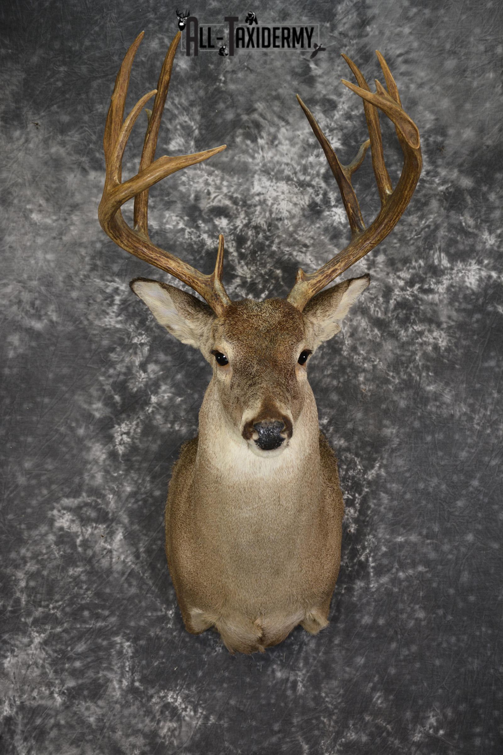Whitetail deer taxidermy shoulder mount SKU 1961