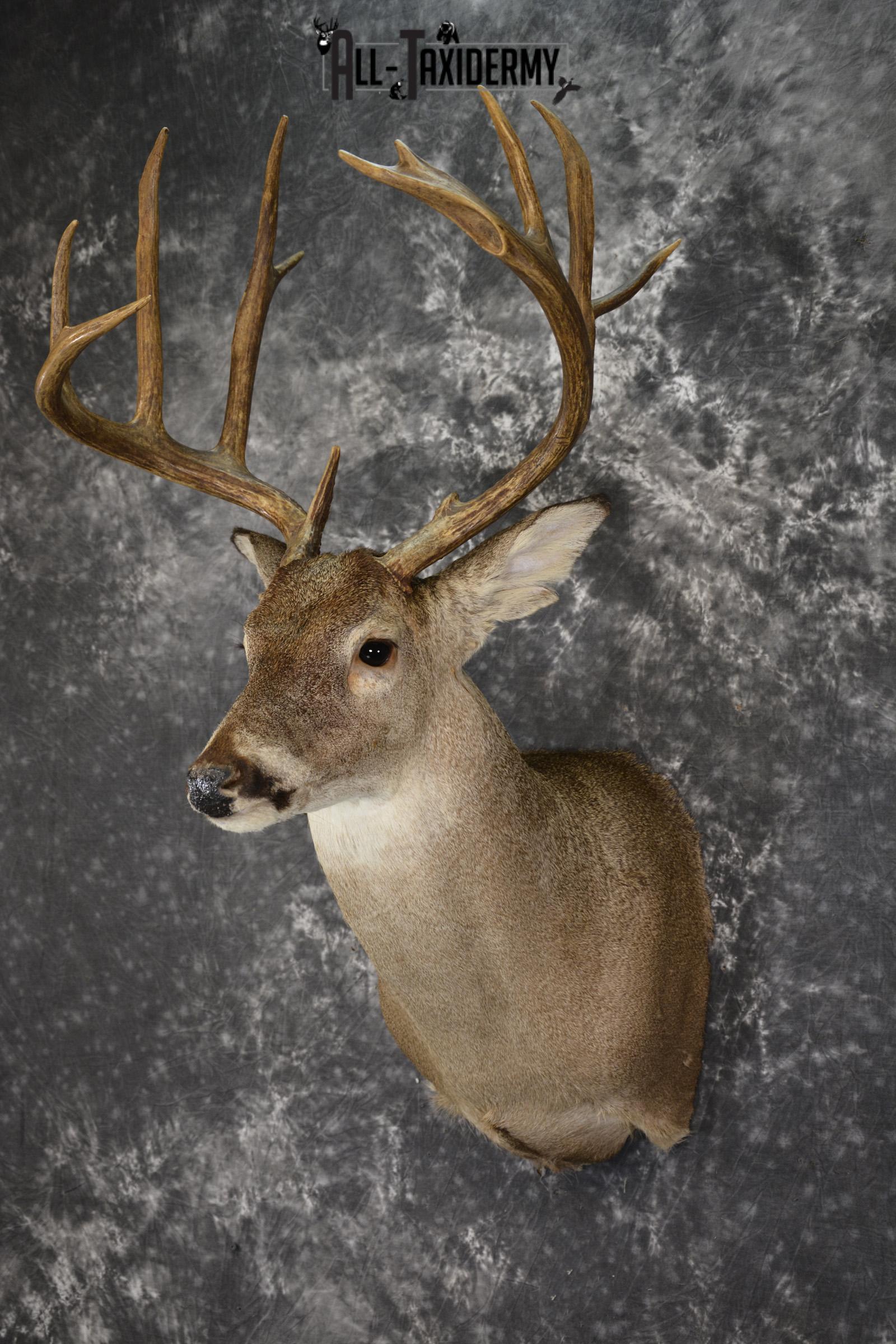 Whitetail deer taxidermy shoulder mount SKU 1961 - Image 5