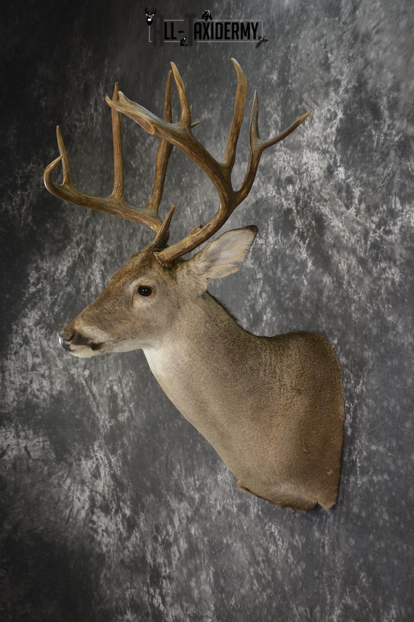 Whitetail deer taxidermy shoulder mount SKU 1961 - Image 4