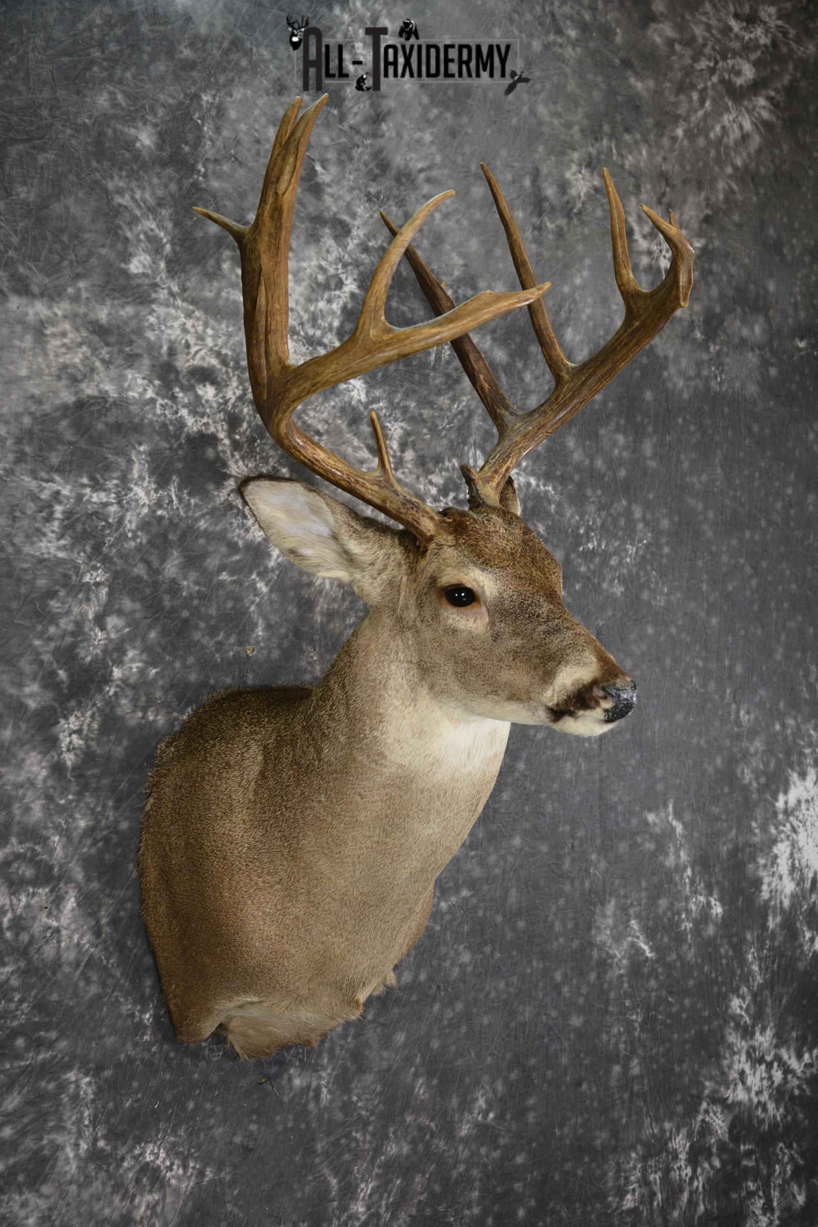 Whitetail deer taxidermy shoulder mount SKU 1961 - Image 3