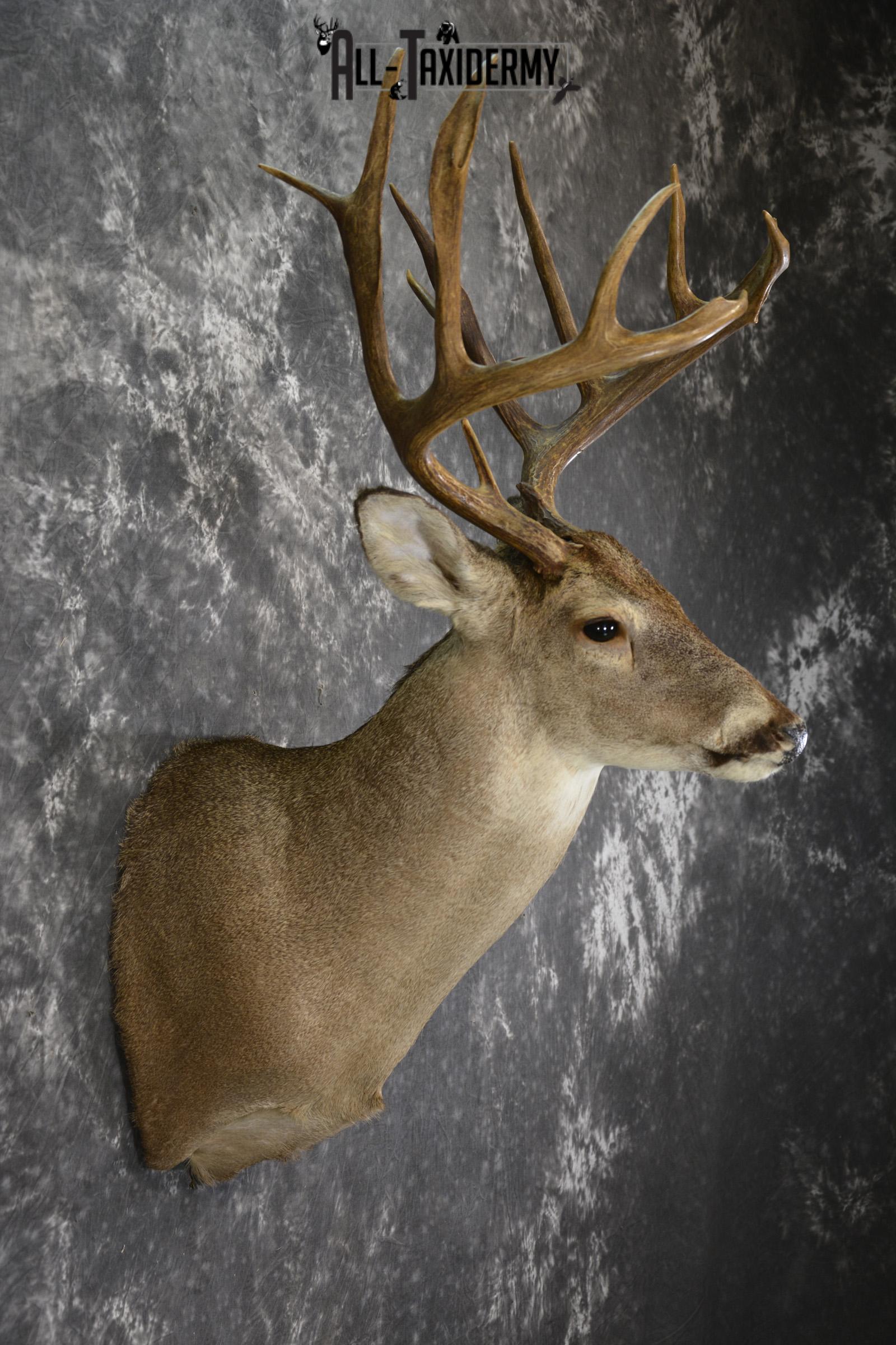 Whitetail deer taxidermy shoulder mount SKU 1961 - Image 2