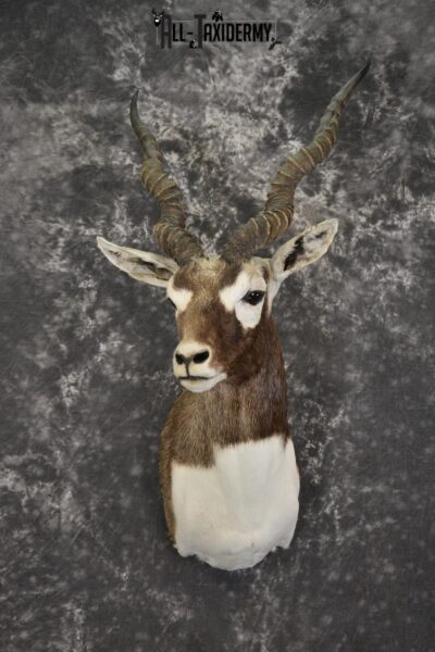 Indian black buck taxidermy shoulder mount for sale SKU 1975