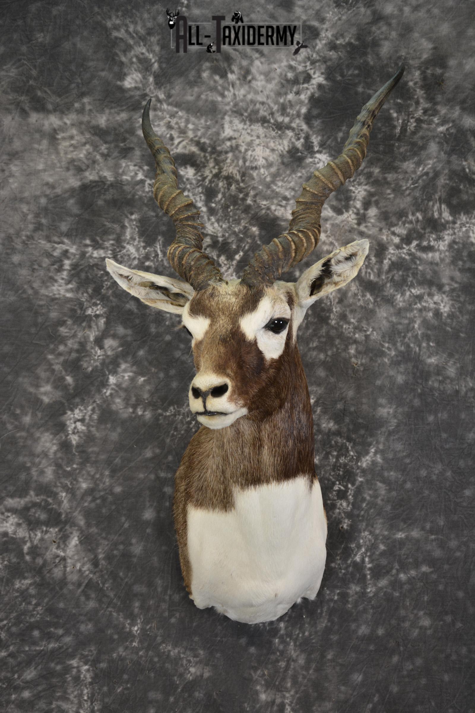 Indian black buck taxidermy shoulder mount for sale SKU 1975