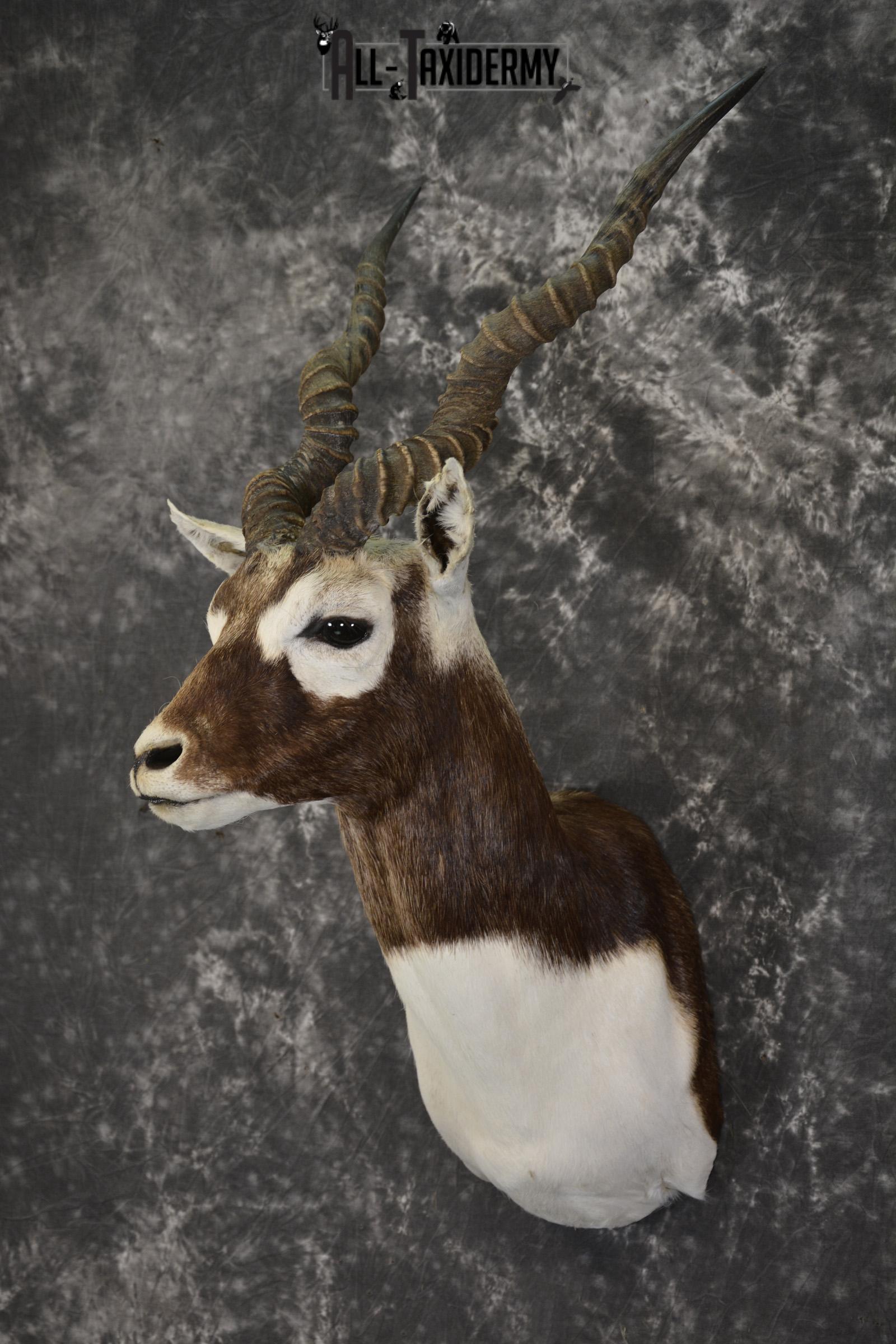 Indian black buck taxidermy shoulder mount for sale SKU 1975 - Image 5