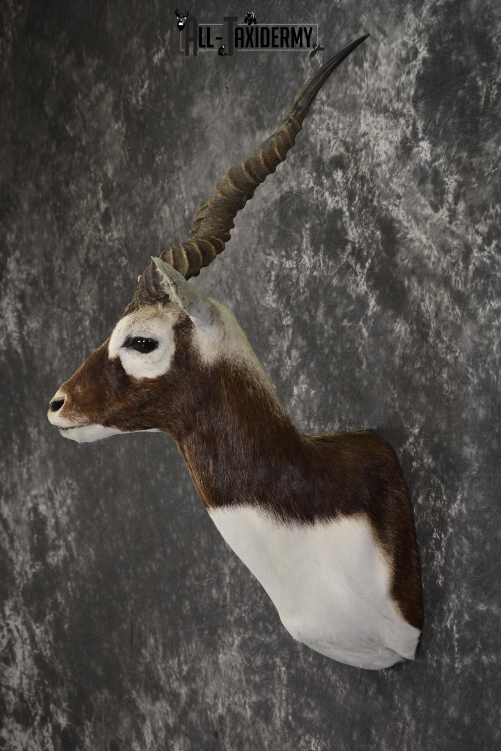 Indian black buck taxidermy shoulder mount for sale SKU 1975 - Image 4