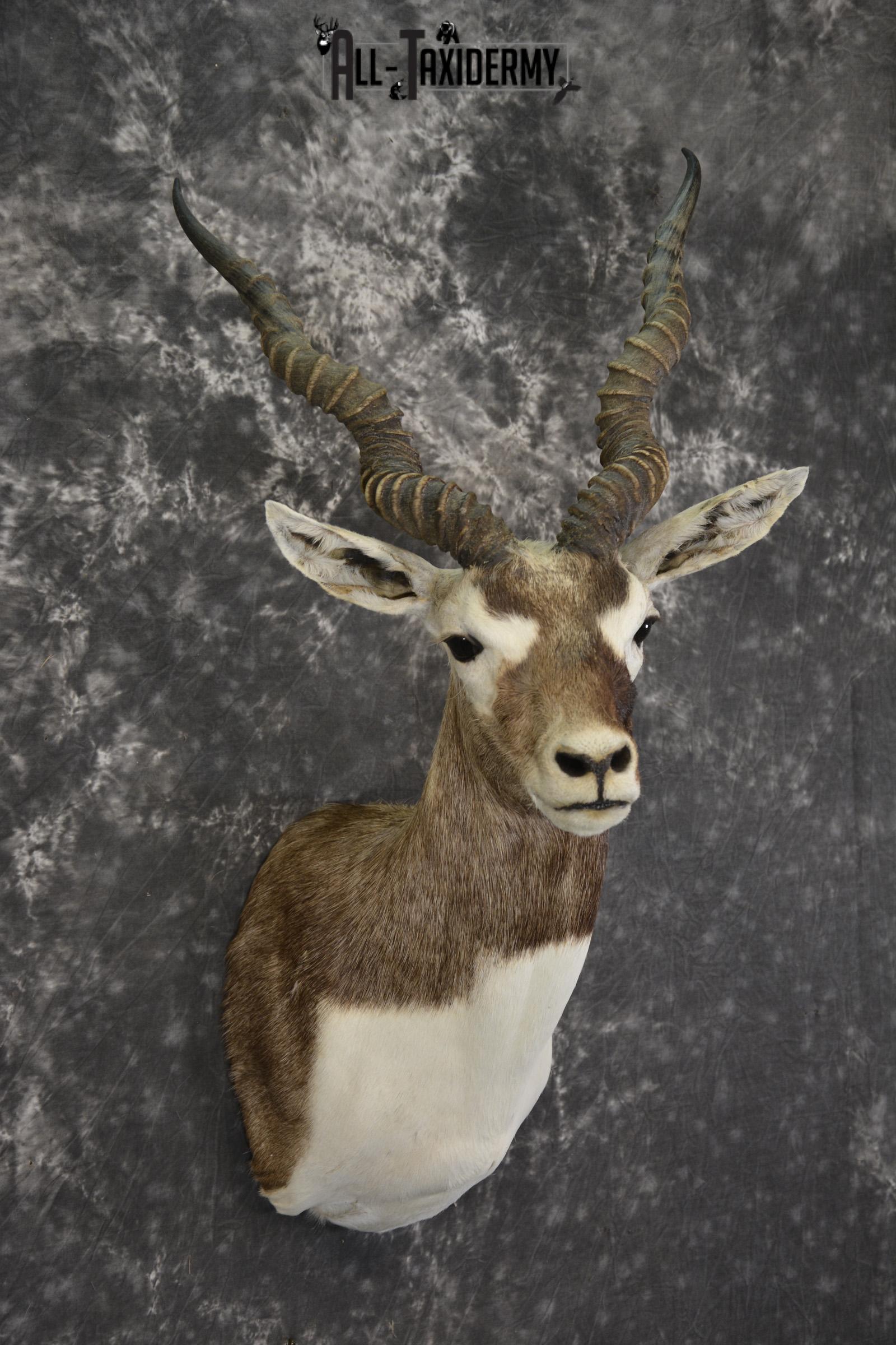 Indian black buck taxidermy shoulder mount for sale SKU 1975 - Image 3