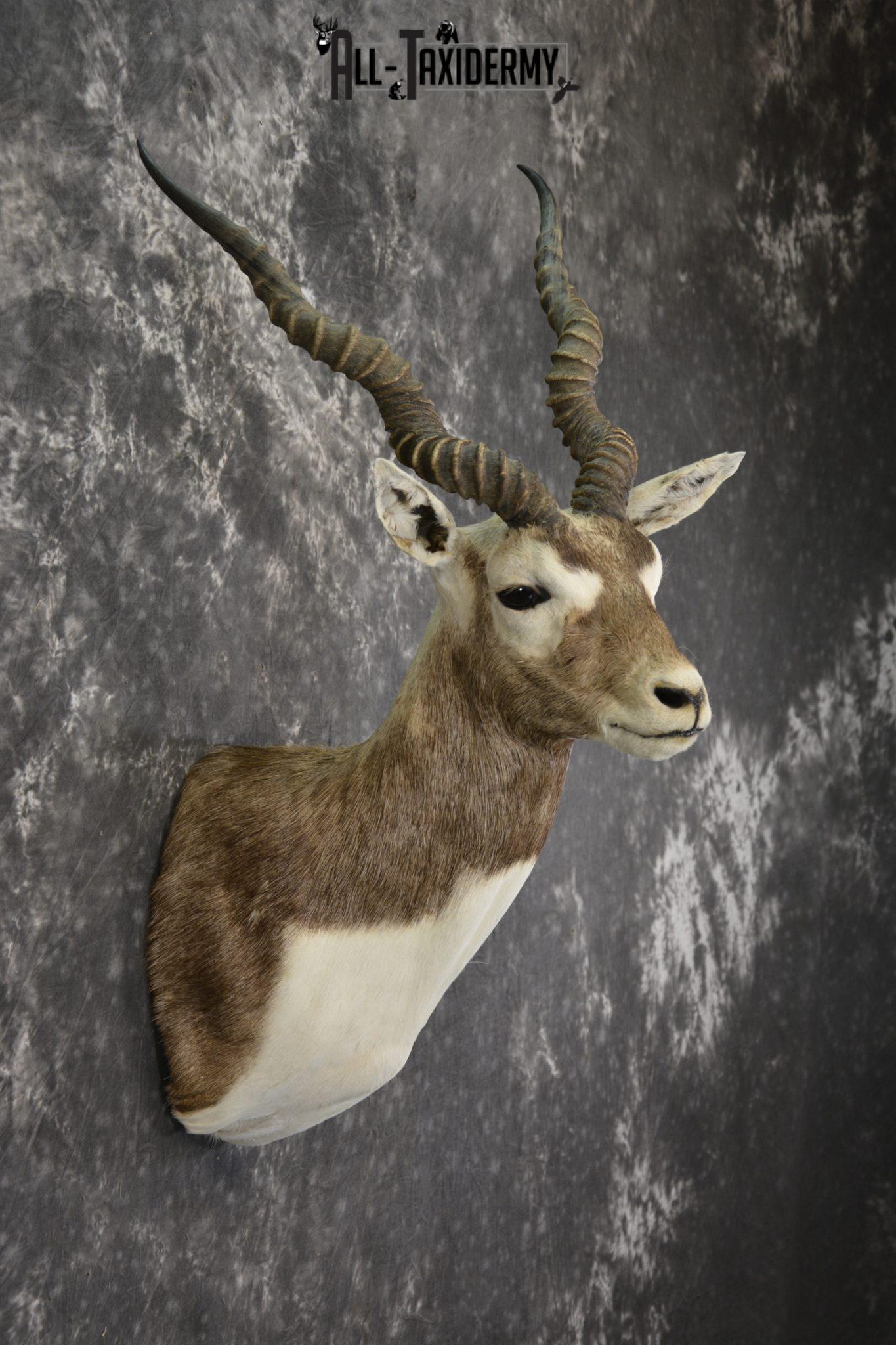 Indian black buck taxidermy shoulder mount for sale SKU 1975 - All ...