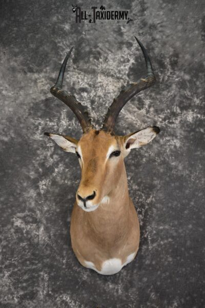 African Impala taxidermy shoulder mount for sale SKU 1929