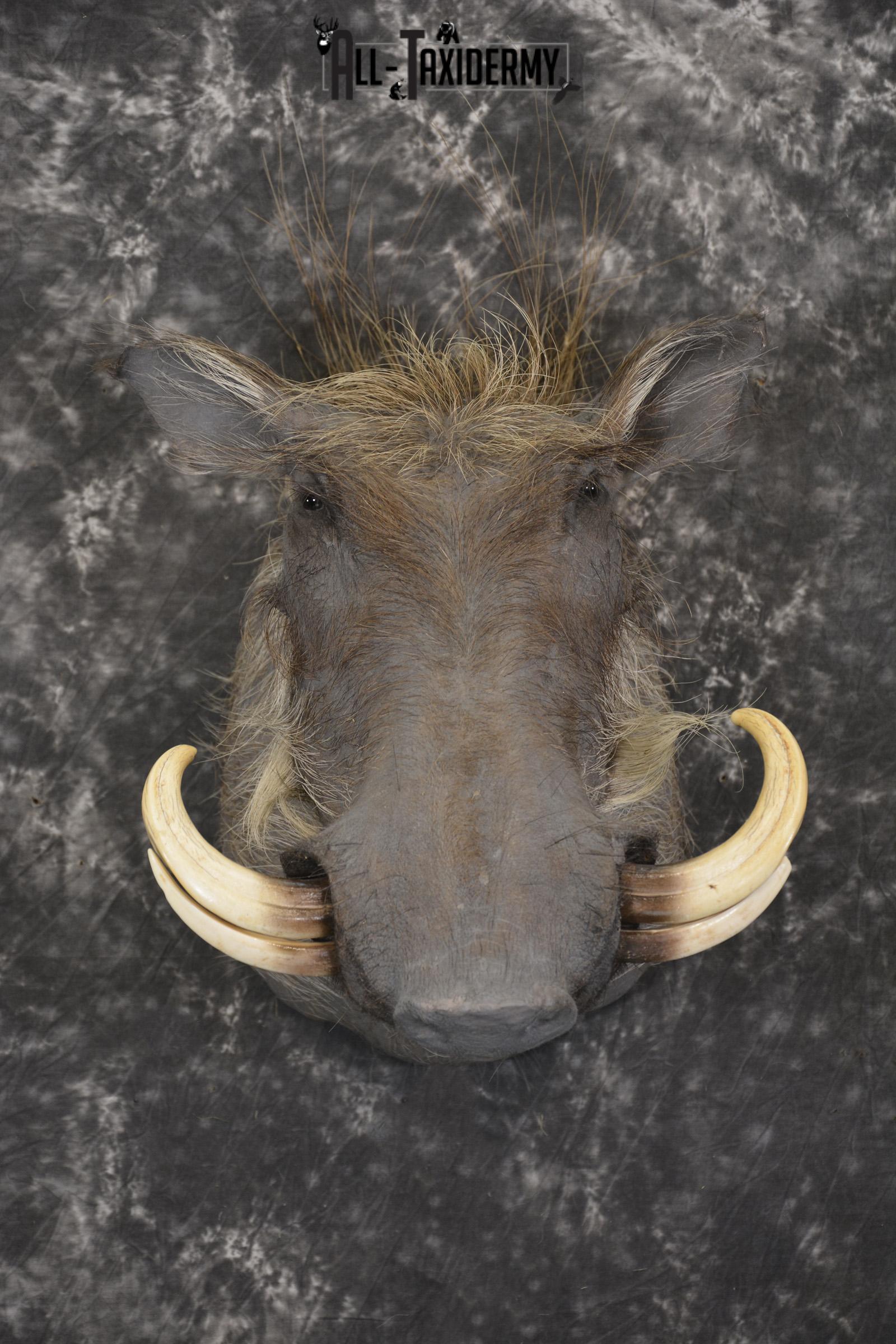 African Warthog taxidermy shoulder mount for sale SKU 1965