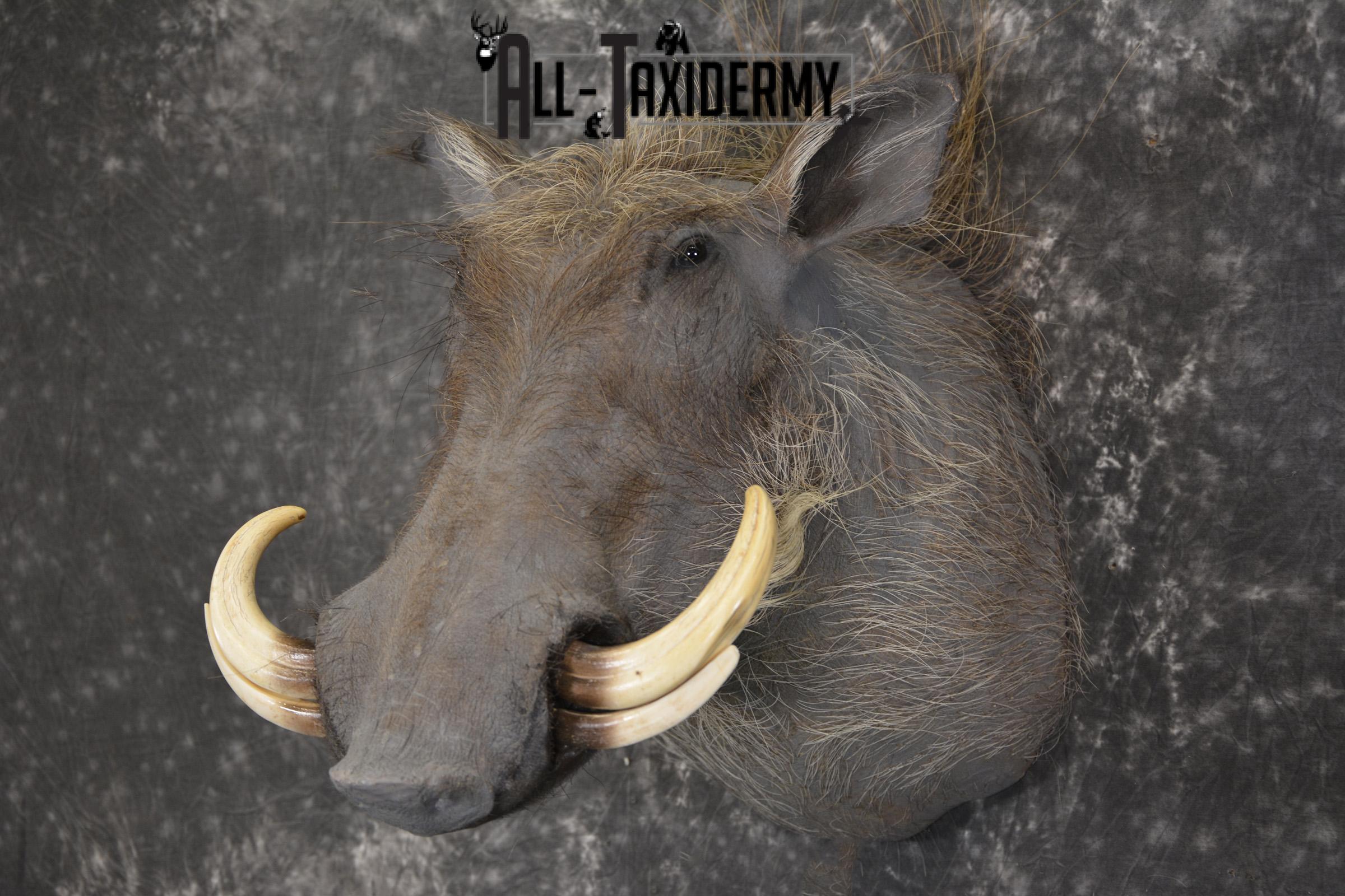 African Warthog taxidermy shoulder mount for sale SKU 1965 - Image 8