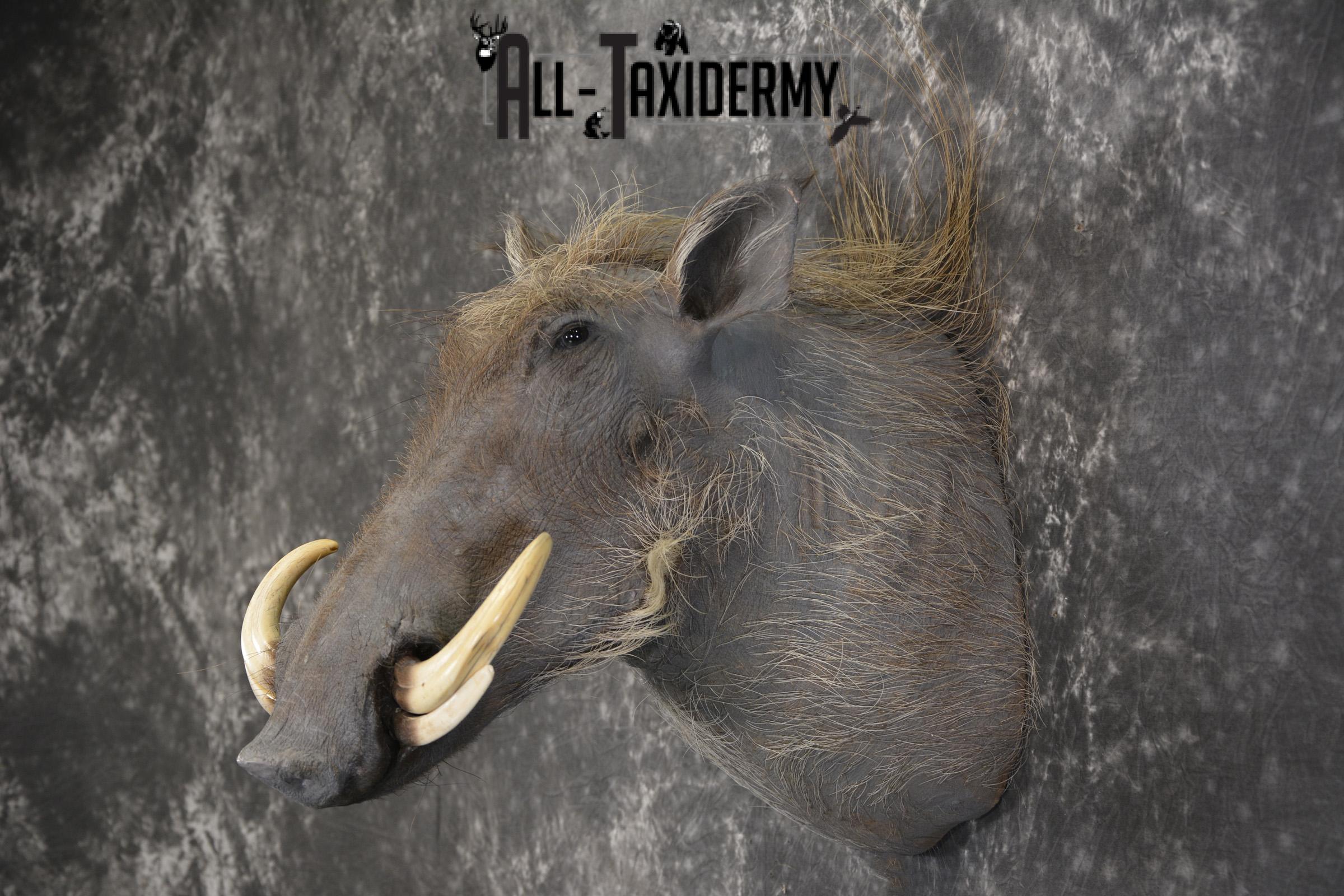 African Warthog taxidermy shoulder mount for sale SKU 1965 - Image 7