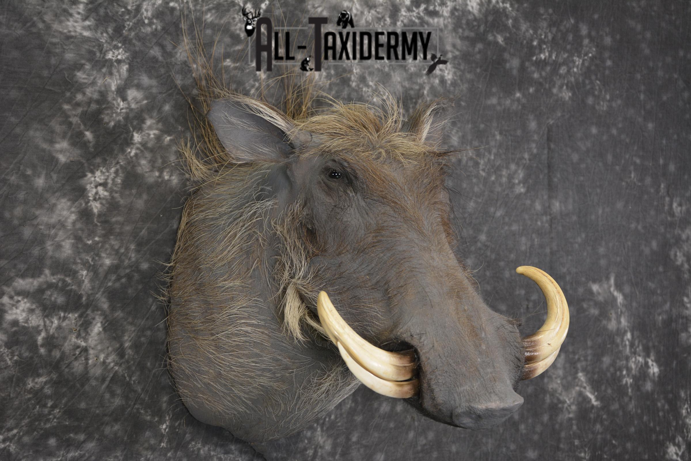 African Warthog taxidermy shoulder mount for sale SKU 1965 - Image 6