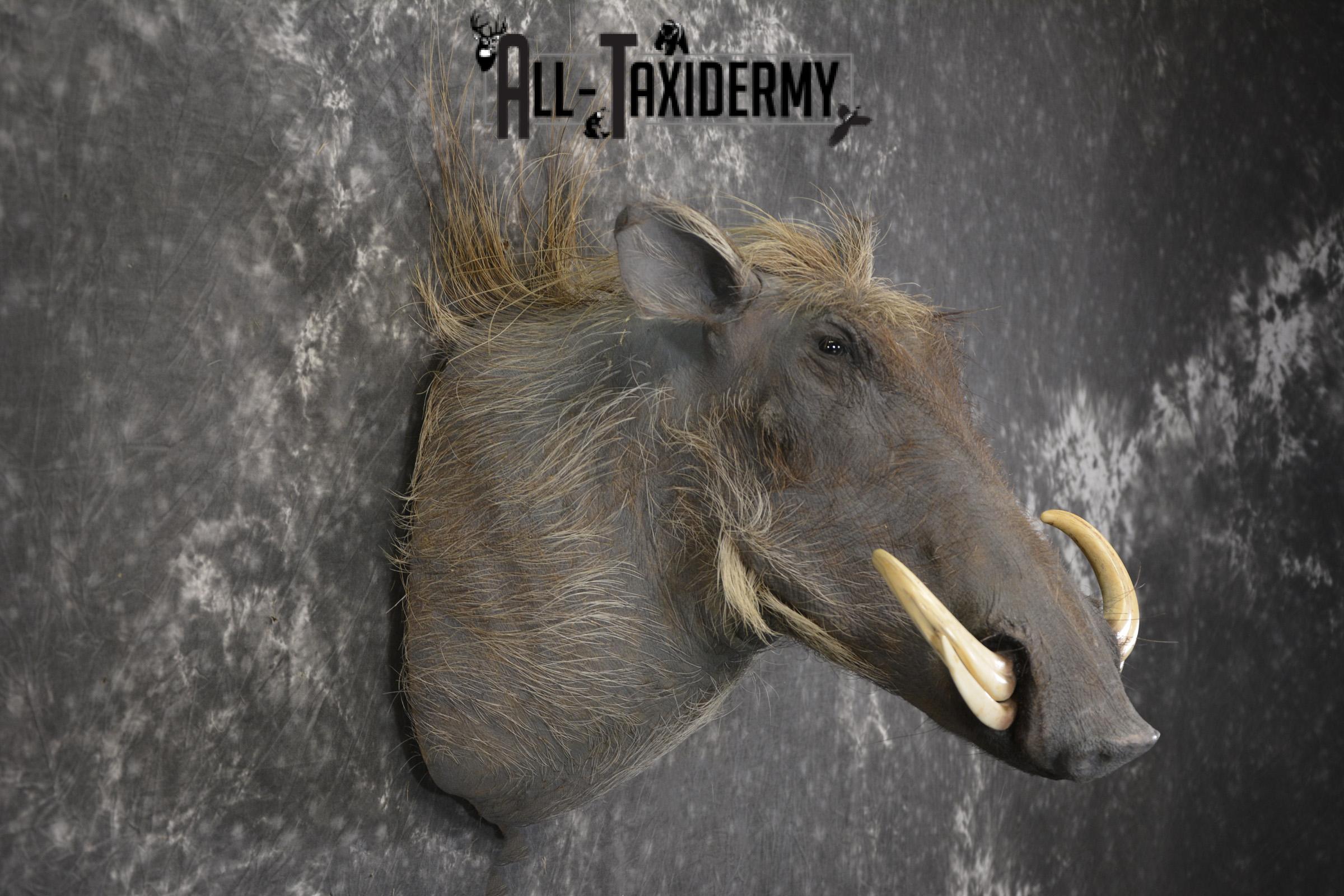 African Warthog taxidermy shoulder mount for sale SKU 1965 - Image 5