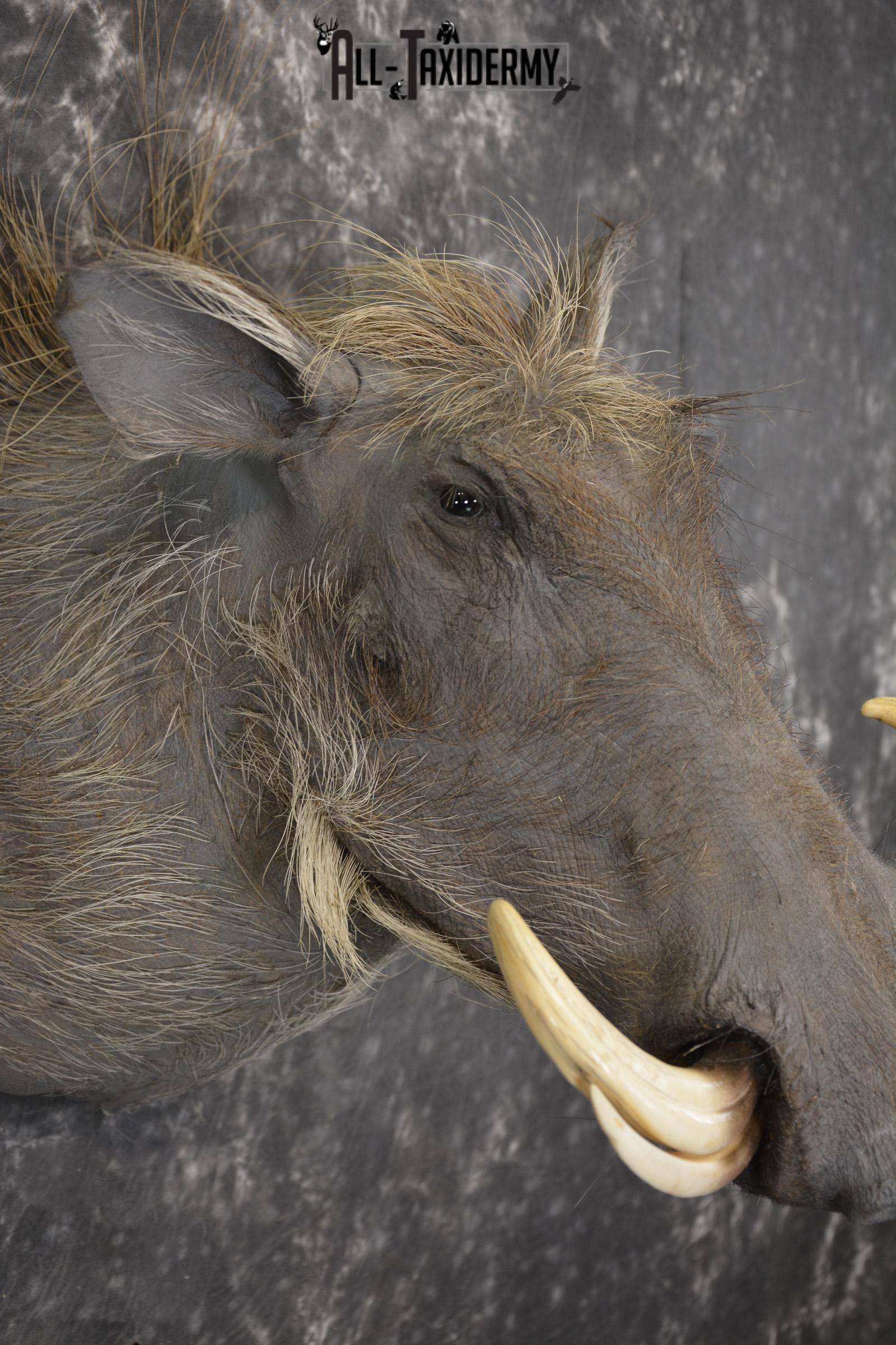 African Warthog taxidermy shoulder mount for sale SKU 1965 - Image 4