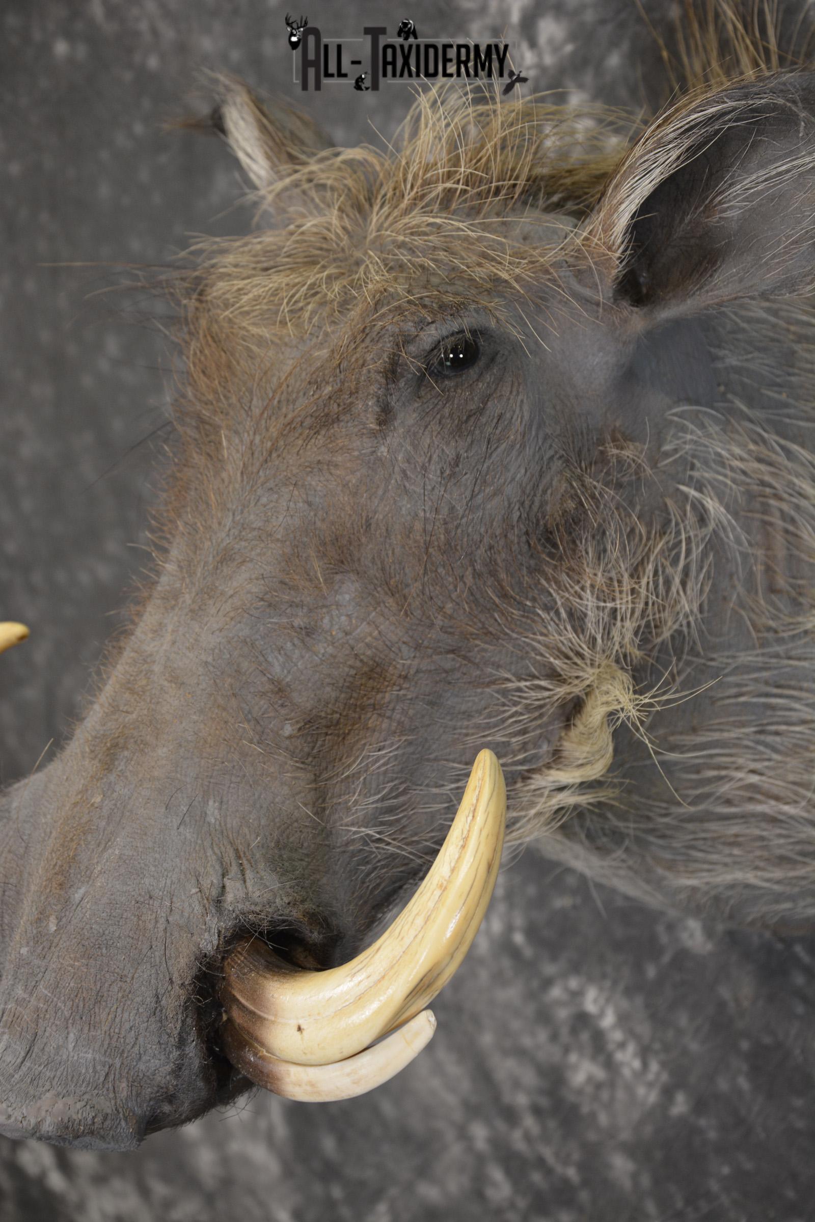 African Warthog taxidermy shoulder mount for sale SKU 1965 - Image 3
