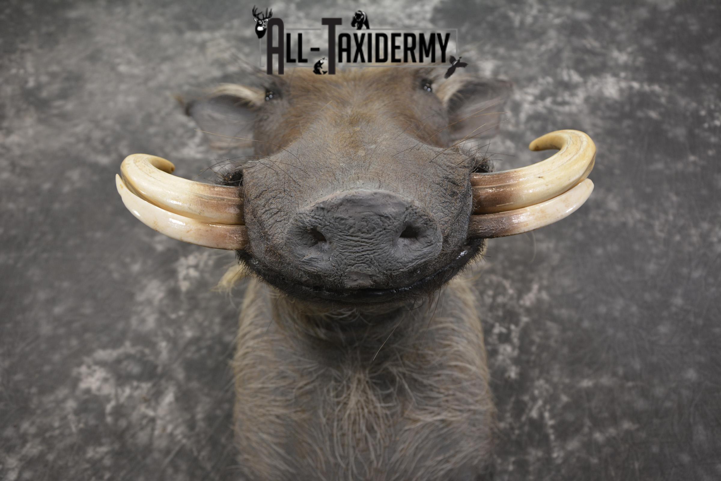 African Warthog taxidermy shoulder mount for sale SKU 1965 - Image 2