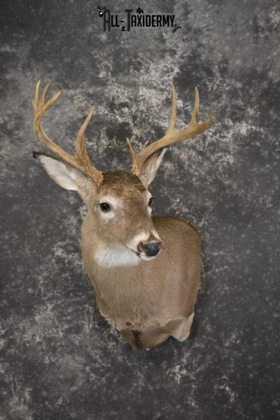 Whitetail deer taxidermy shoulder mount for sale SKU 1957