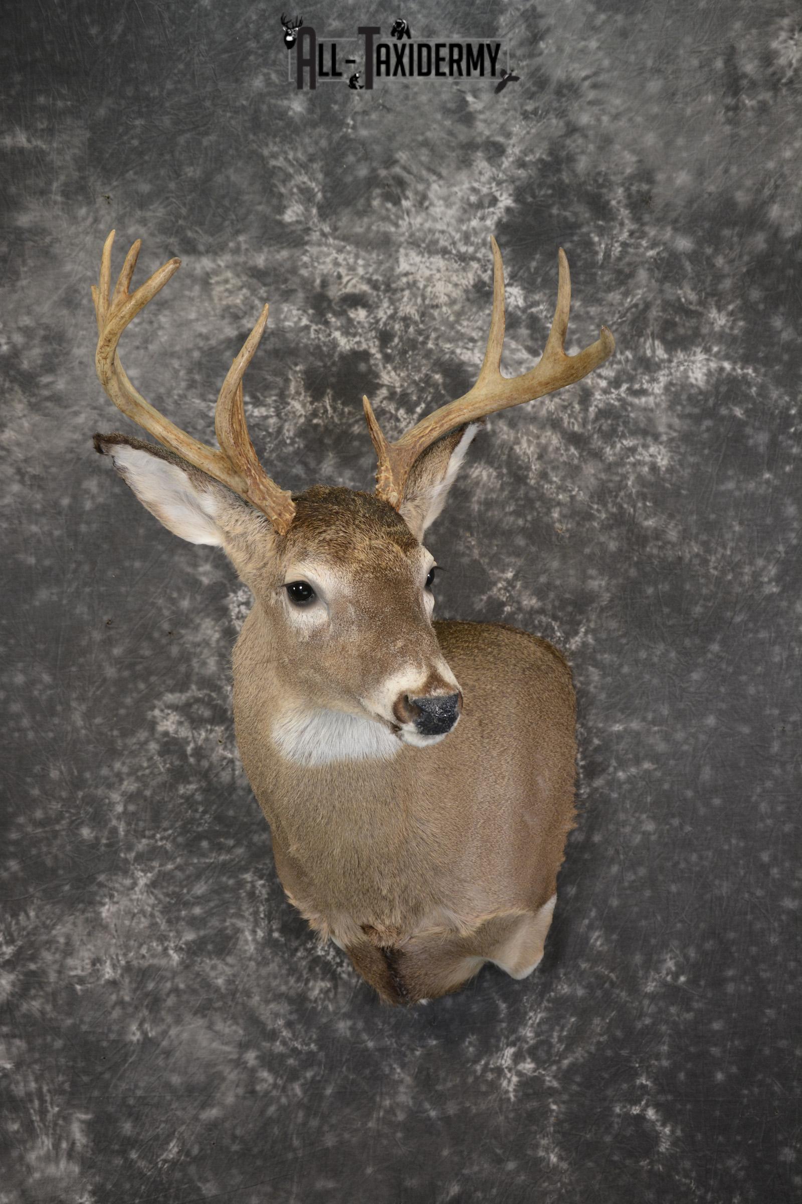 Whitetail deer taxidermy shoulder mount for sale SKU 1957