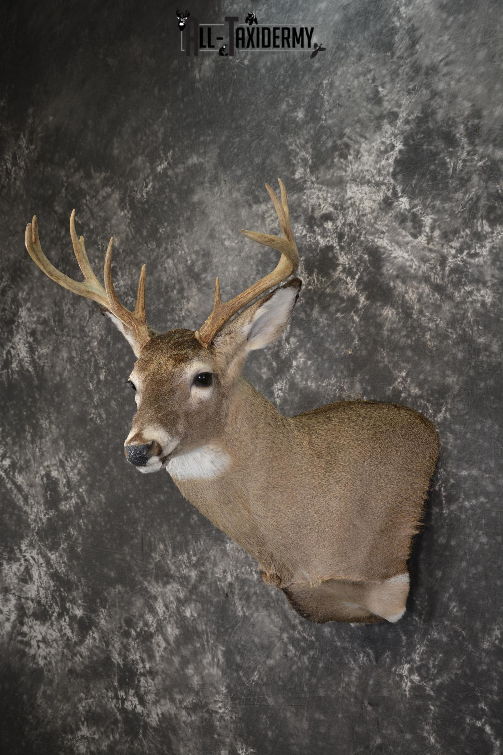 Whitetail deer taxidermy shoulder mount for sale SKU 1957 - Image 5