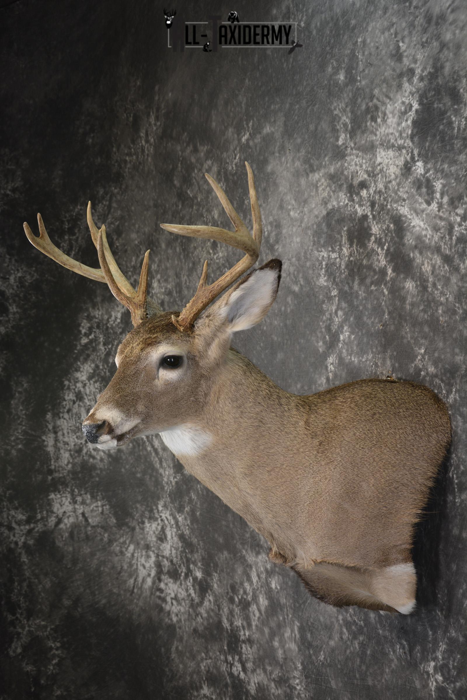 Whitetail deer taxidermy shoulder mount for sale SKU 1957 - Image 4