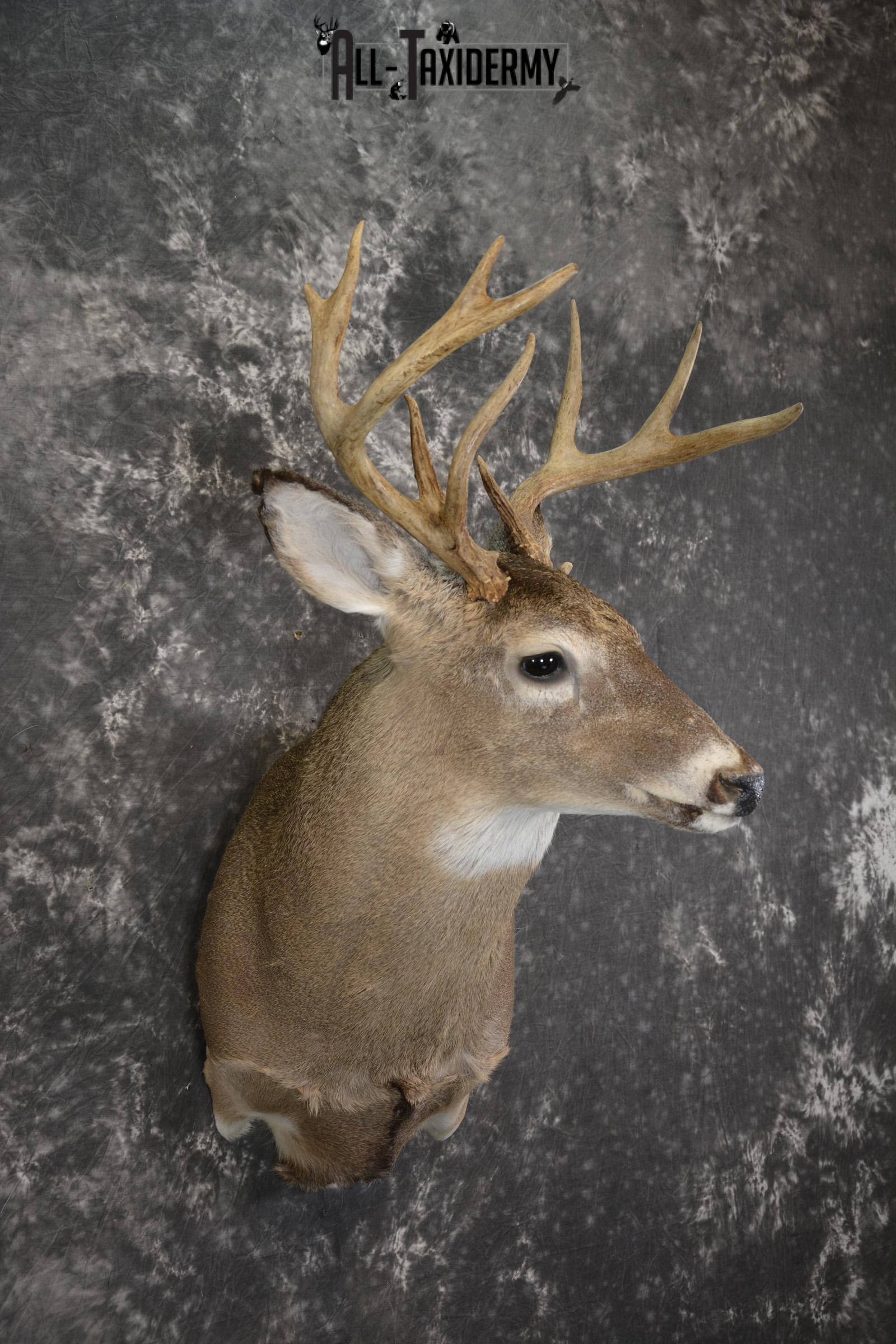 Whitetail deer taxidermy shoulder mount for sale SKU 1957 - Image 3