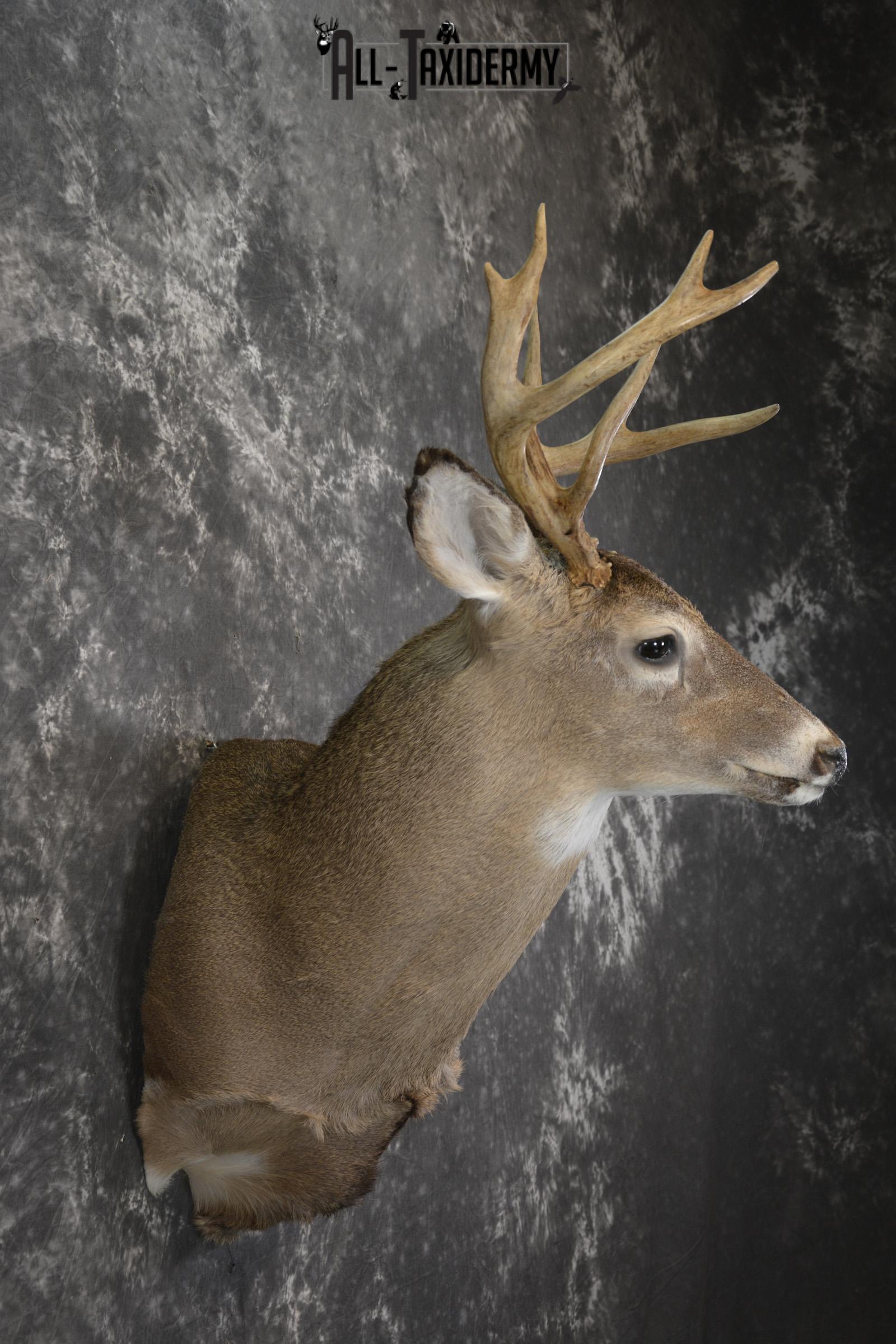 Whitetail deer taxidermy shoulder mount for sale SKU 1957 - Image 2