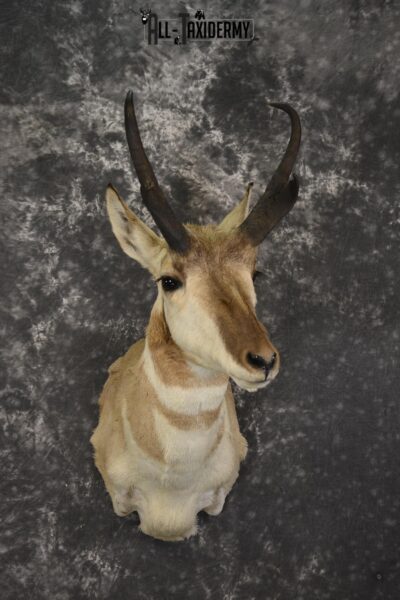 Pronghorn Antelope taxidermy shoulder mount for sale SKU 1946