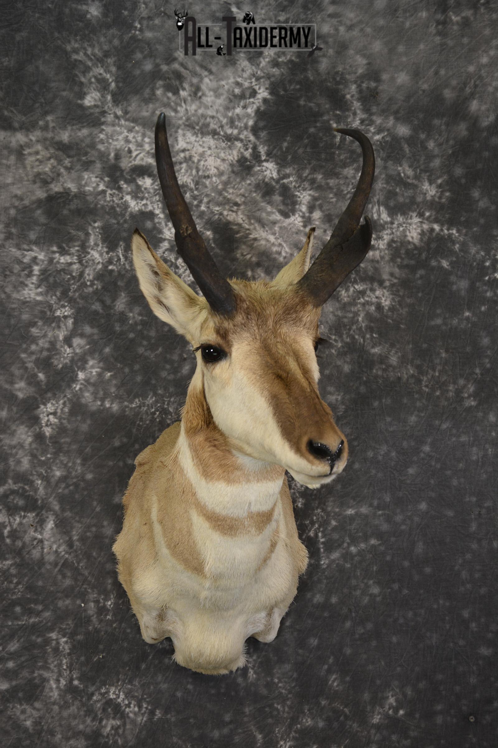Pronghorn Antelope taxidermy shoulder mount for sale SKU 1946